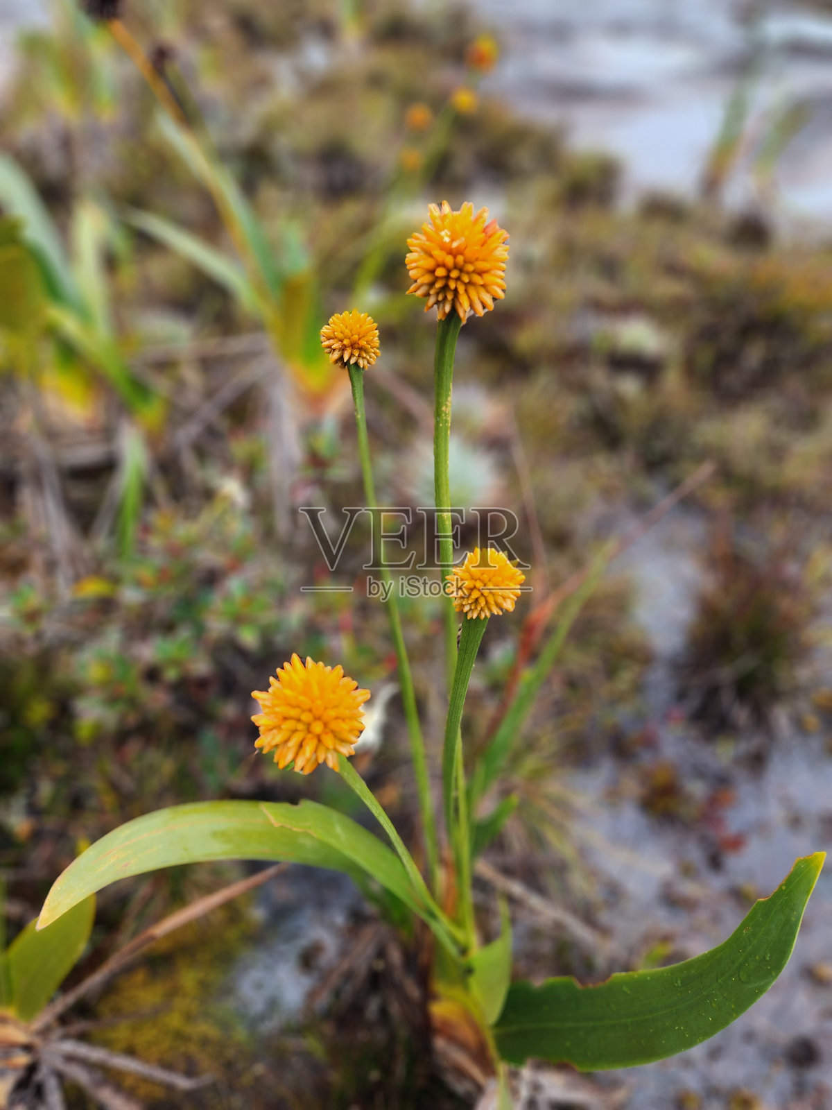 罗赖马山：从特普伊山脚下的宁静景观照片摄影图片