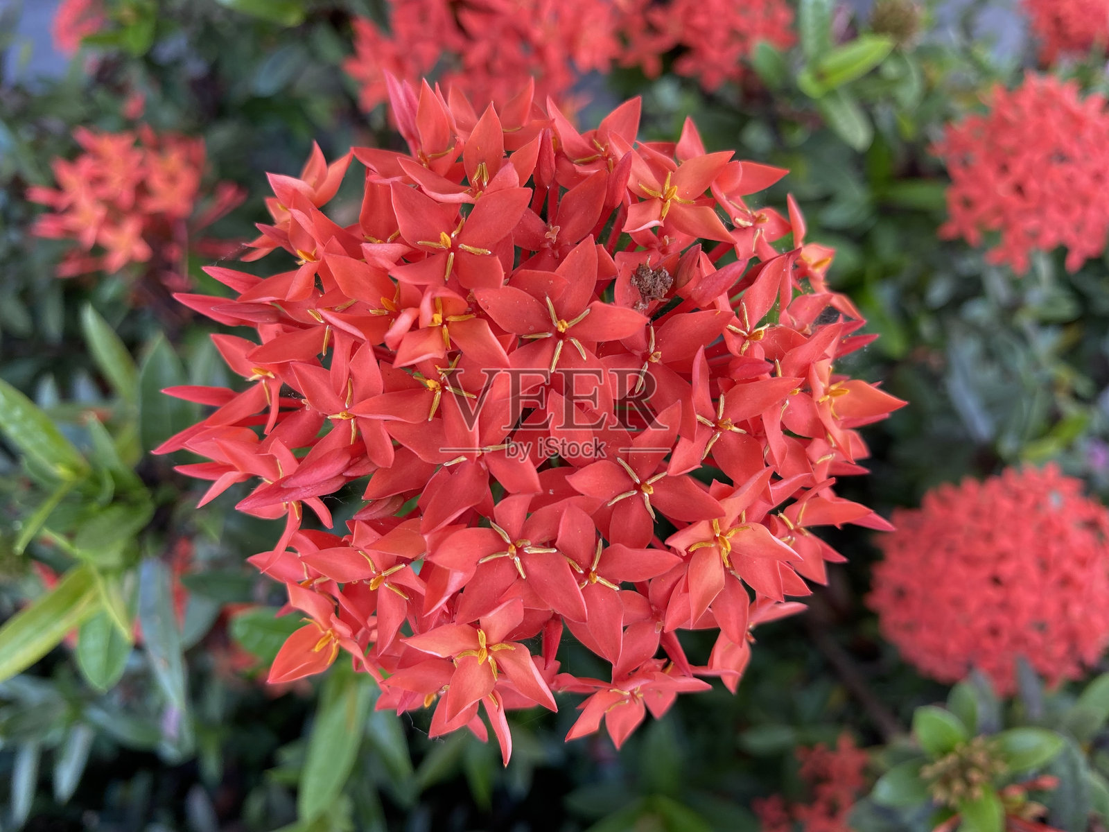 猩红色的丛林火焰花照片摄影图片