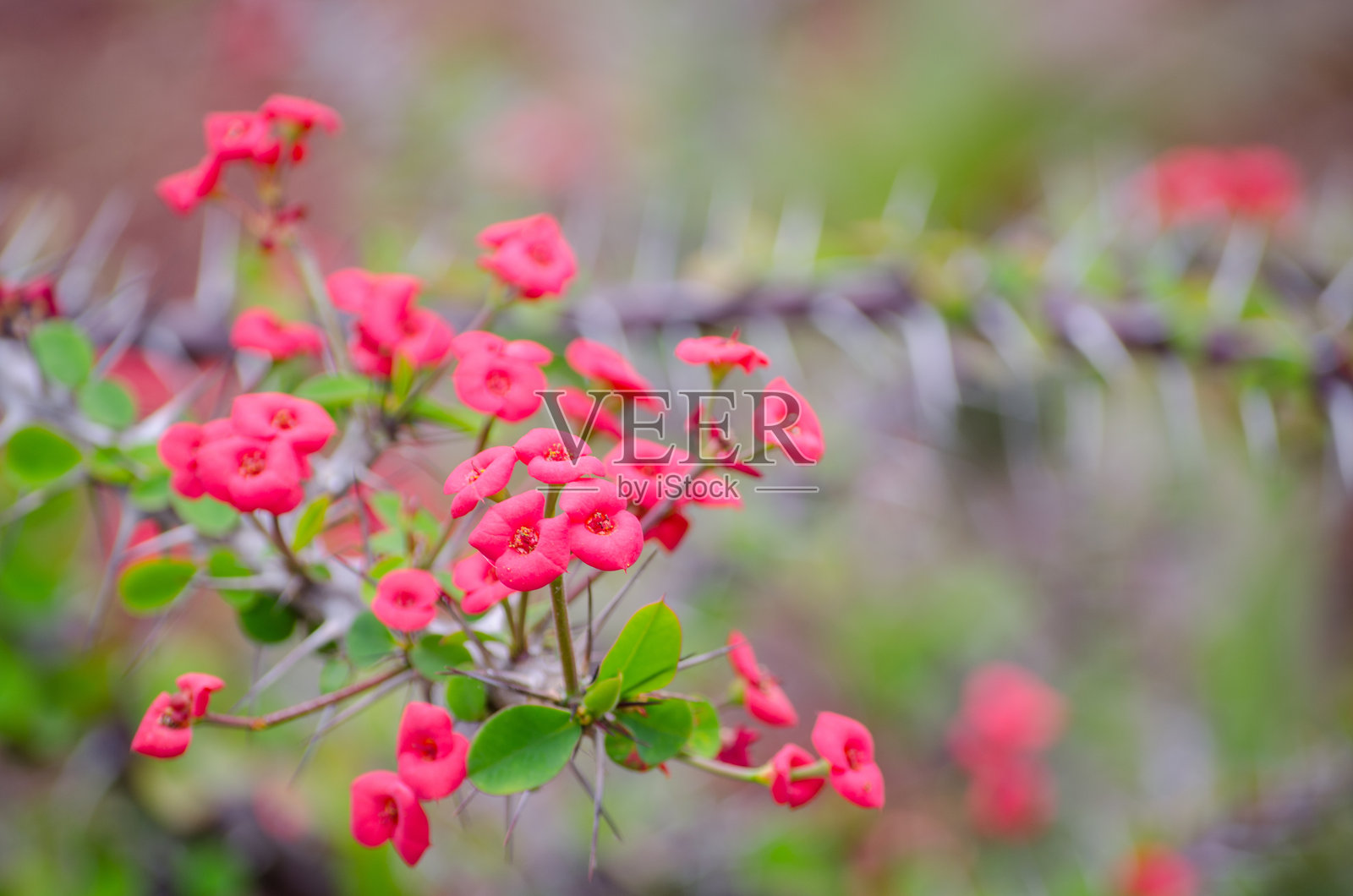 红色的米利亚大戟（冠刺植物）在夏季的植物园中。照片摄影图片
