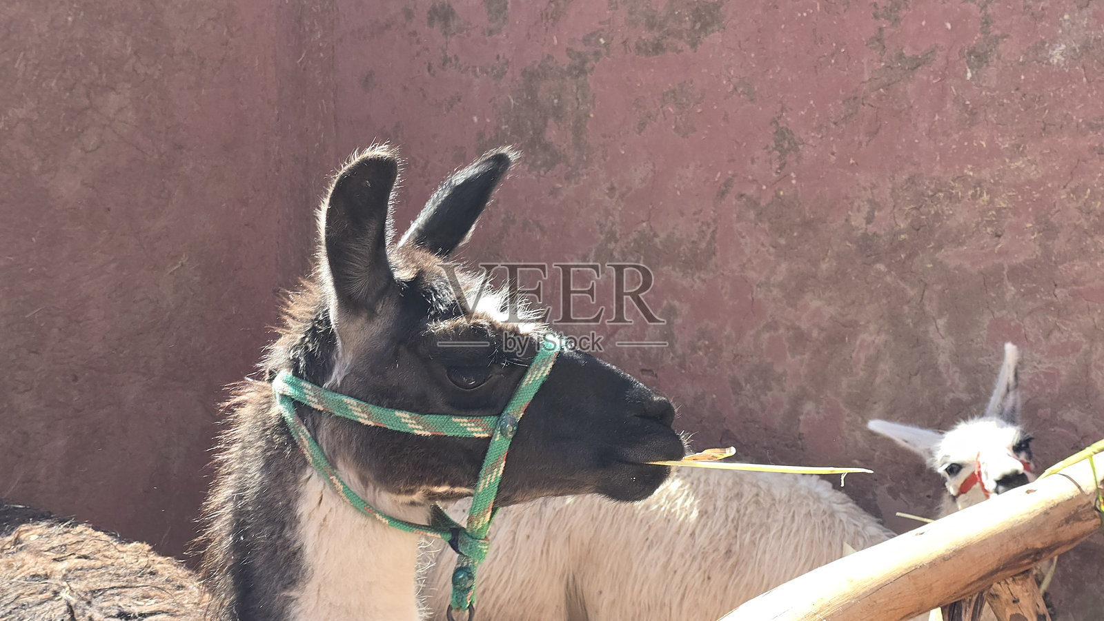 棕白色的骆驼与小骆驼一起啃草照片摄影图片