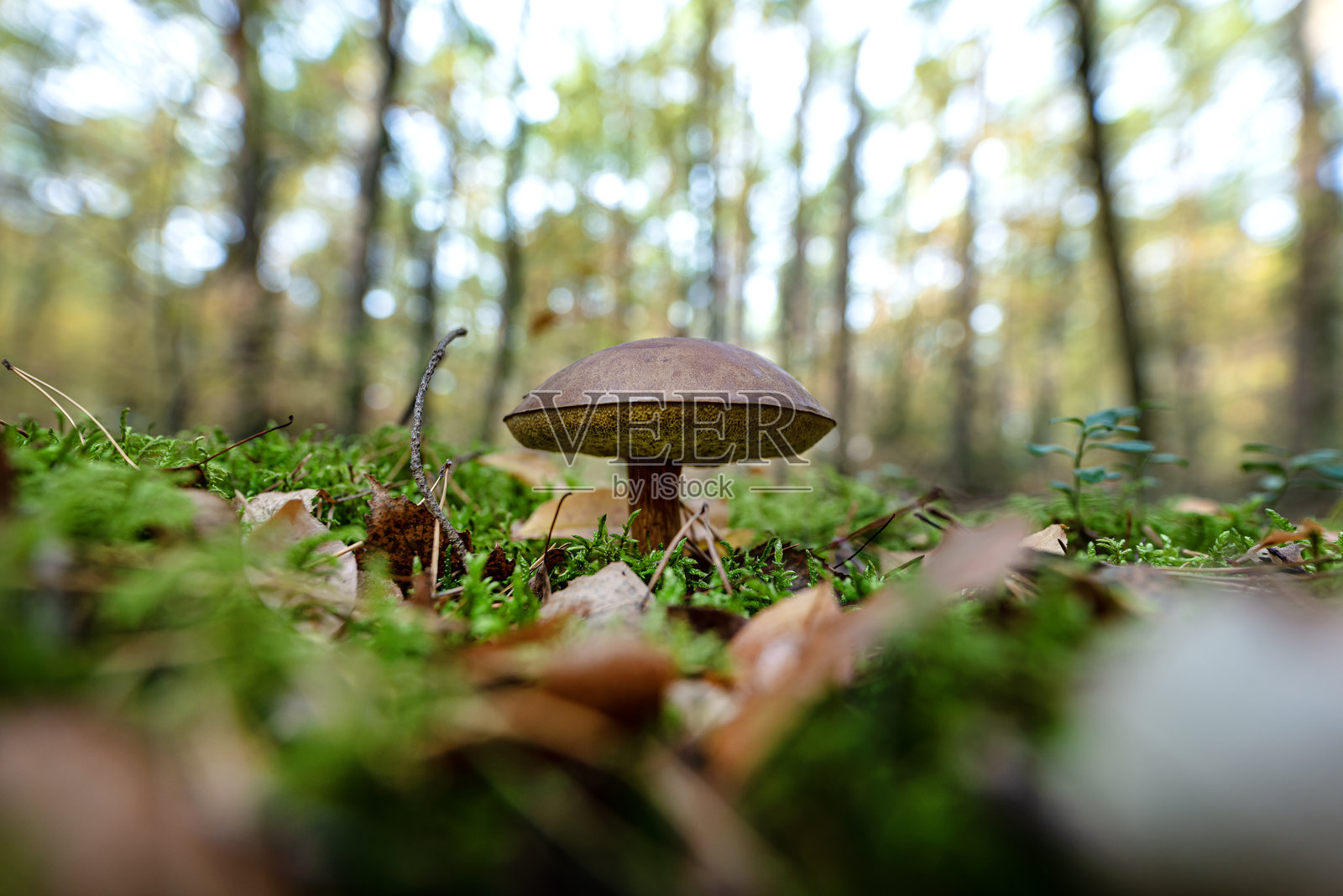 棕色湾牛肝菌生长在其自然环境中，通常在森林的落叶层中。照片摄影图片