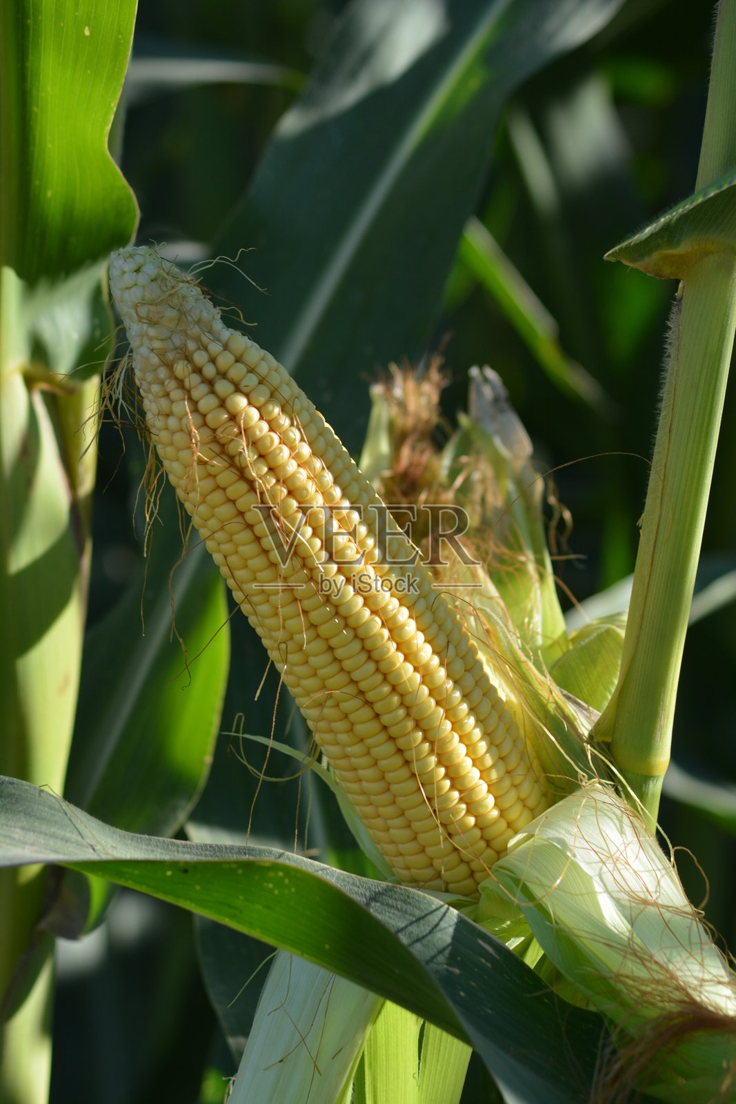 玉米田。灌木上的玉米。绿油油的玉米田，长满了玉米穗。种植年轻玉米植物的农业田地。照片摄影图片