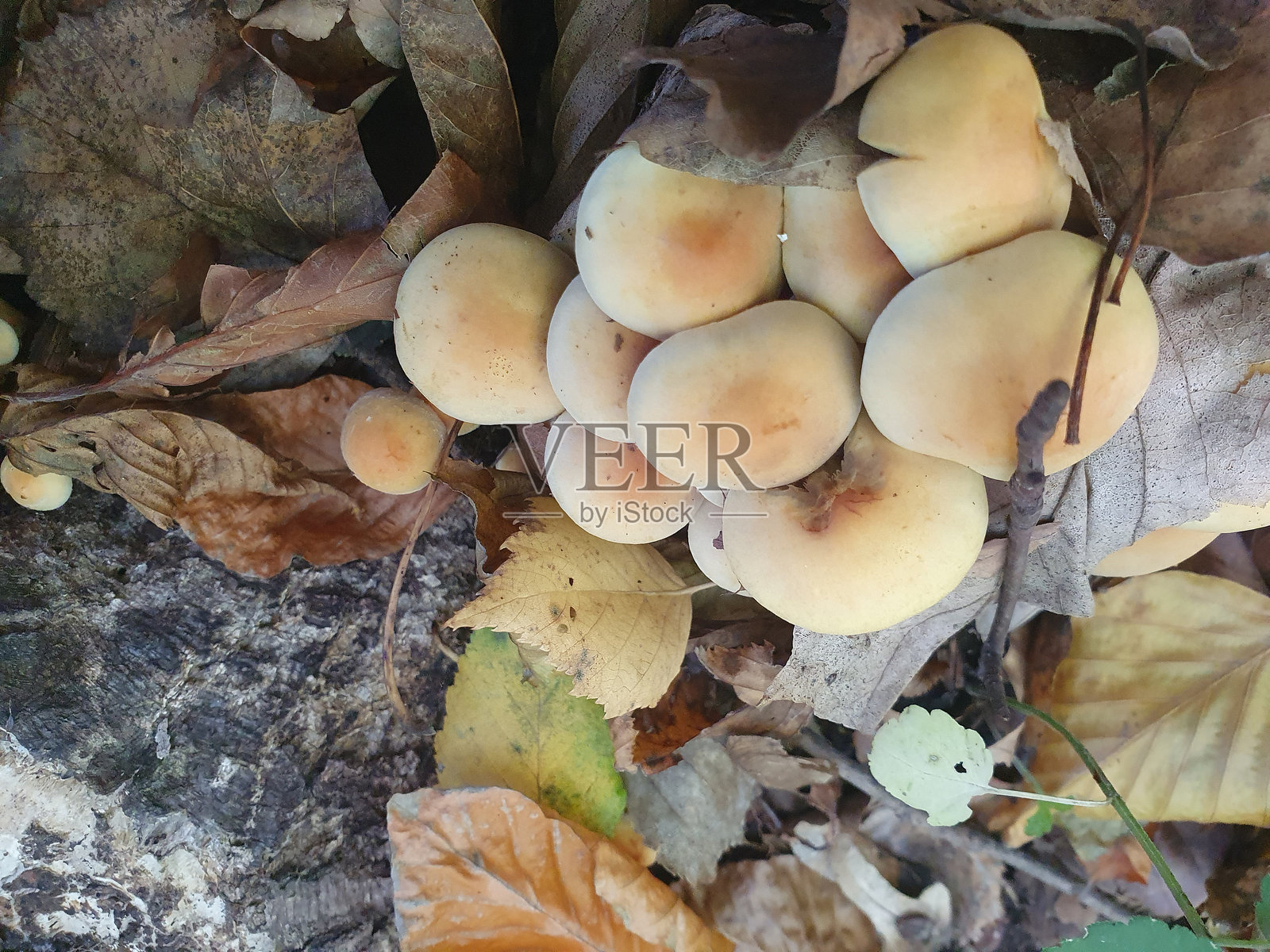 苔藓覆盖的树桩上的蘑菇，假蜜环菌，假蜜环菌。不可食用照片摄影图片