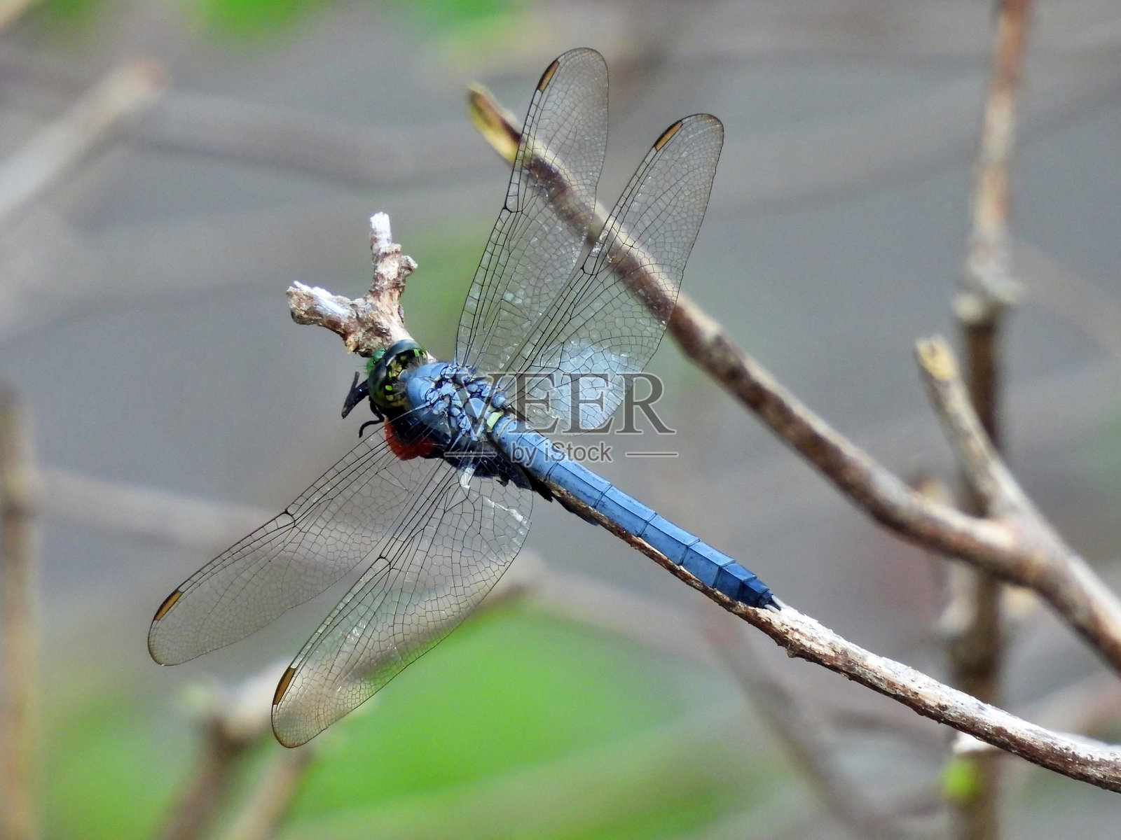 蓝色蜻蜓（Pachydiplax longipennis）照片摄影图片