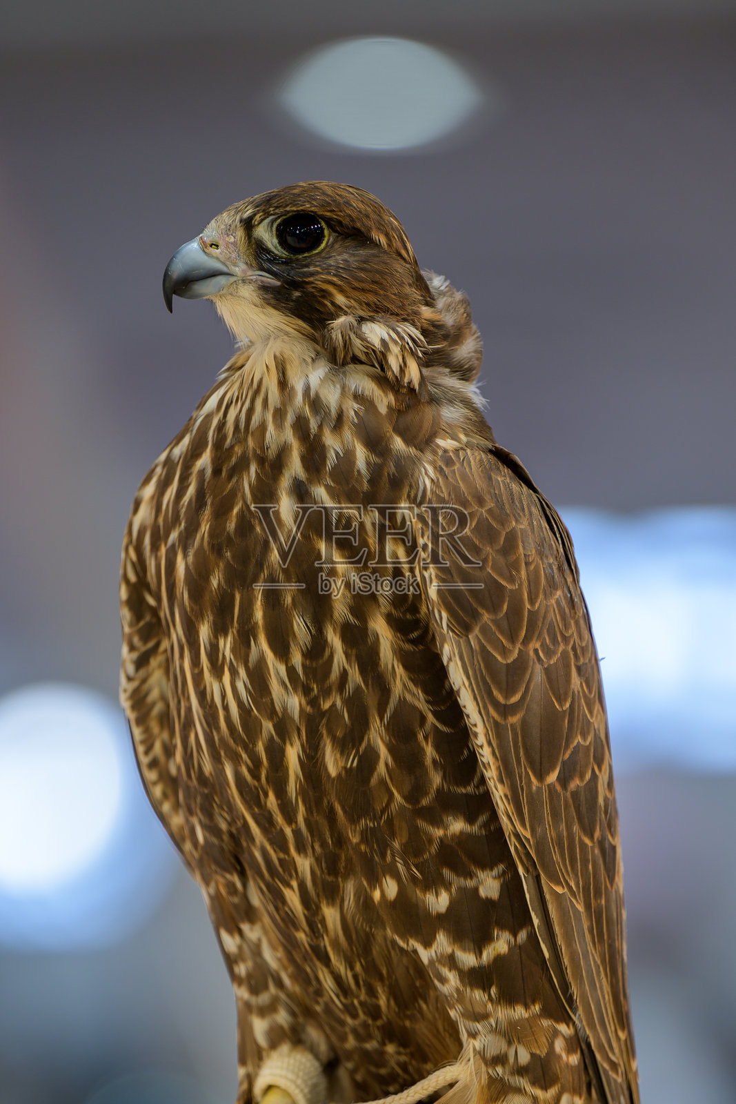 一名男子在卡塔尔多哈的卡塔拉文化村参加2024年第八届卡塔拉国际狩猎与猎鹰展览（S'hail），手中抱着一只猎鹰。照片摄影图片