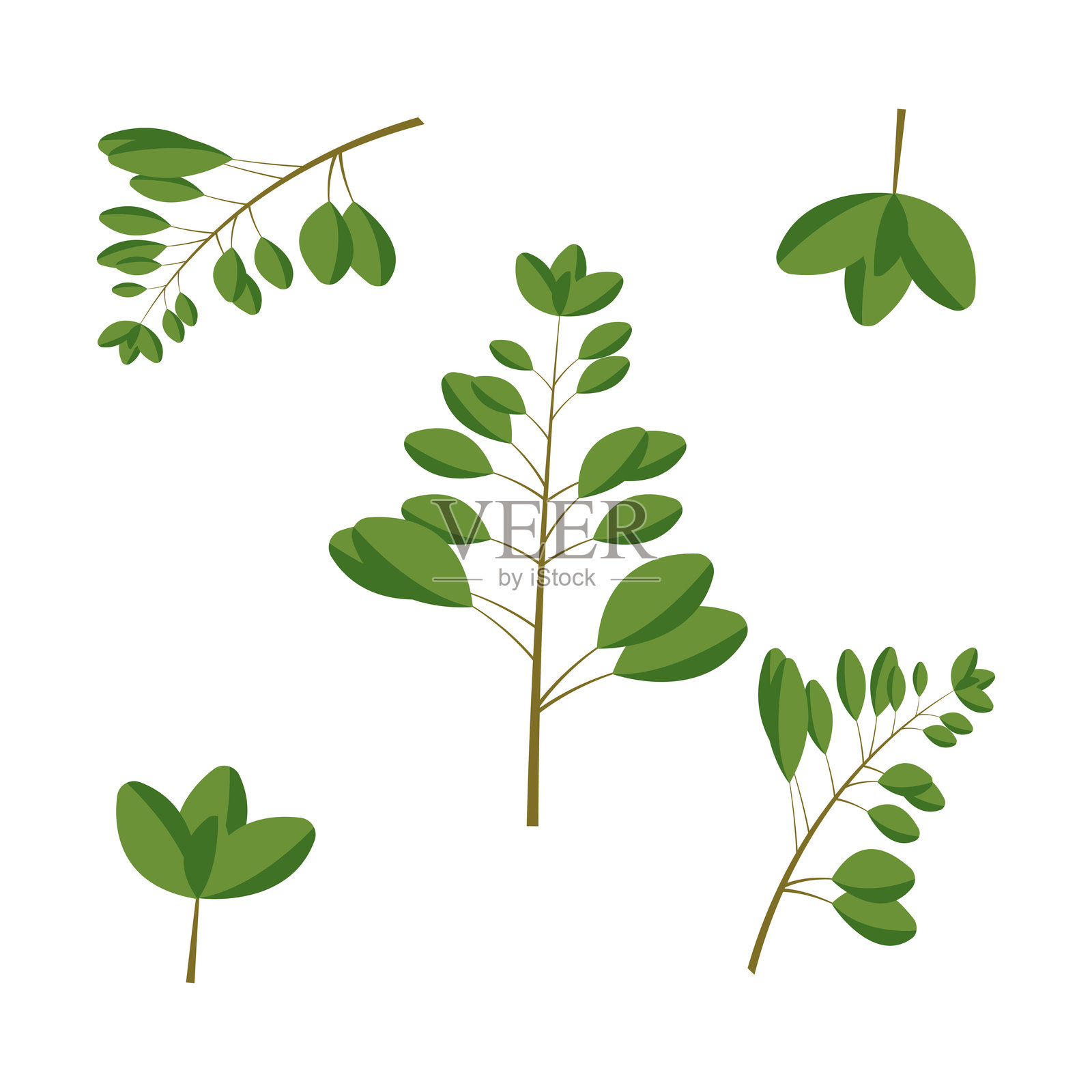一束牛至。我的15种最佳烹饪香草的色彩平面图集的一部分。白色背景上的绿植。适用于肉类、鱼类、饮品和鸡尾酒的香草。用于开发、应用、设计、网页、用户界面、广告。矢量10 EPS插画图片素材