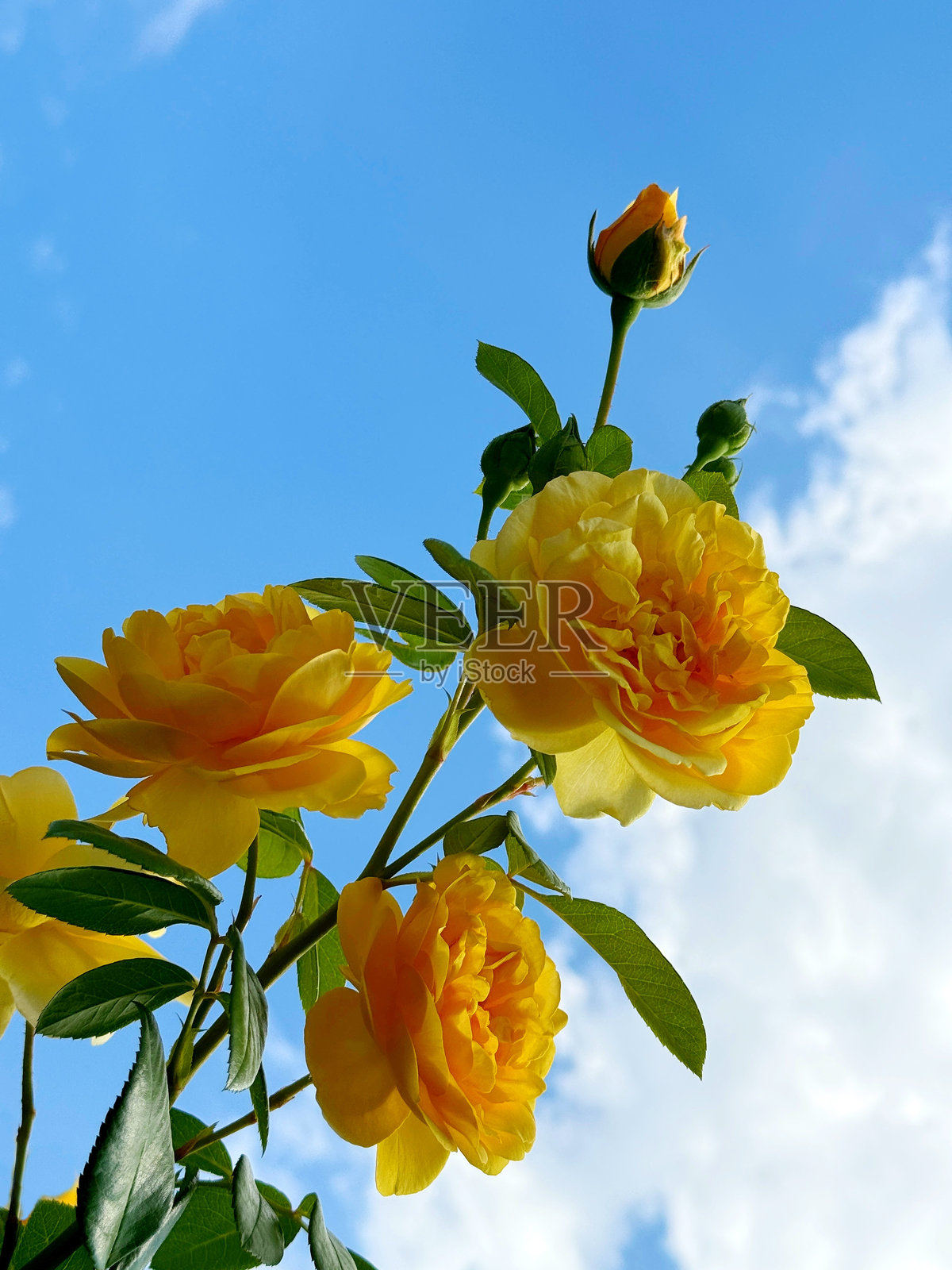 蓝天上的黄色玫瑰盛开。照片摄影图片