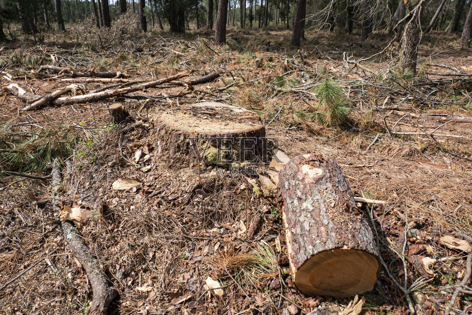 木材行业照片摄影图片