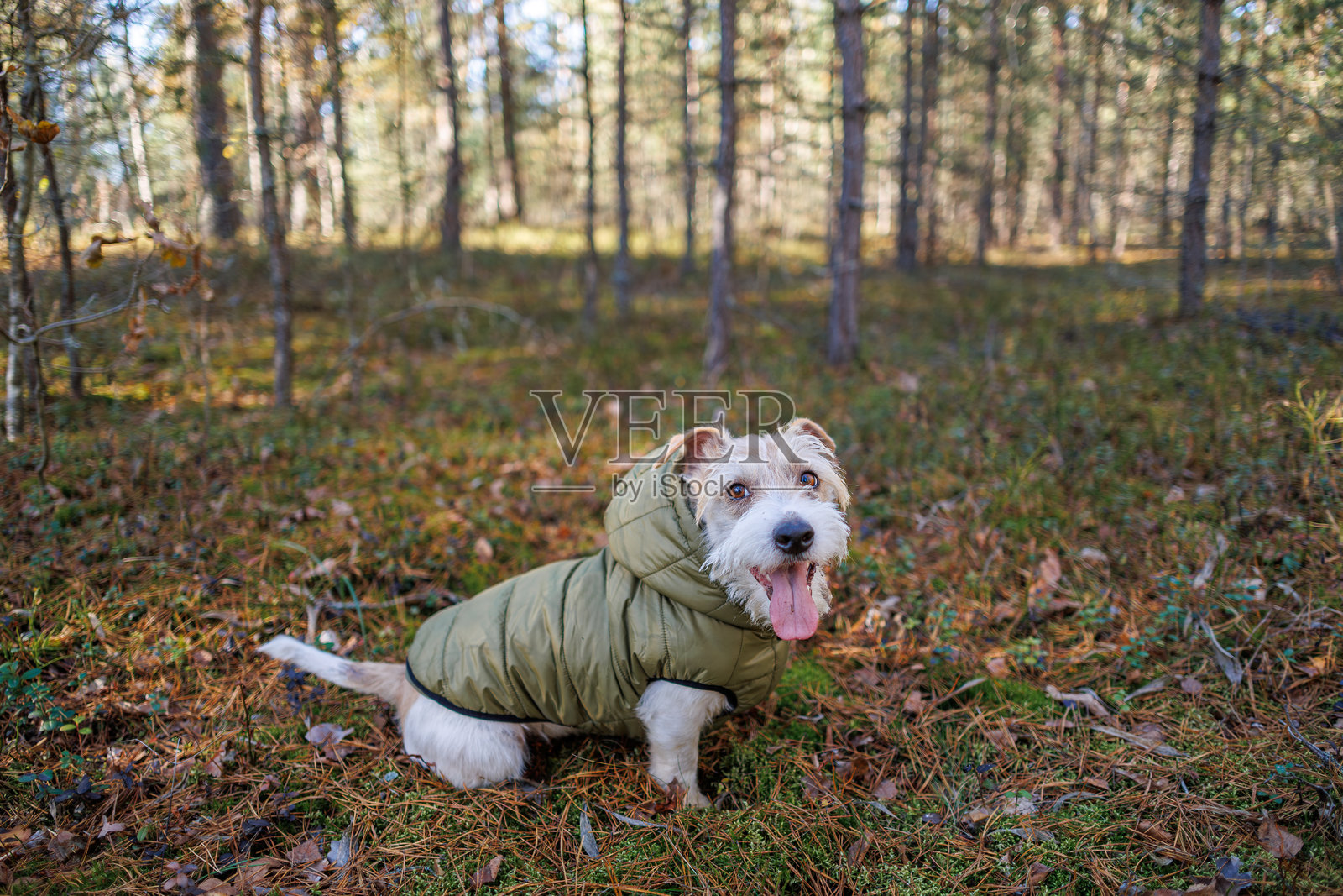 秋天森林中穿着绿色夹克的狗。公园里的杰克拉塞尔梗。时尚衣物中的宠物在散步。照片摄影图片