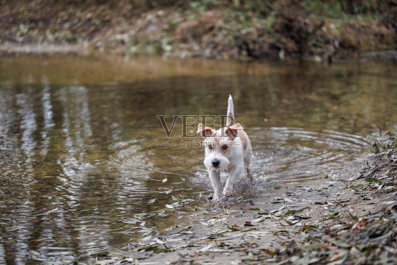 狗在水面上奔跑。杰克罗素梗在秋天的水洼中跳跃。公园小溪里的湿宠物。照片摄影图片