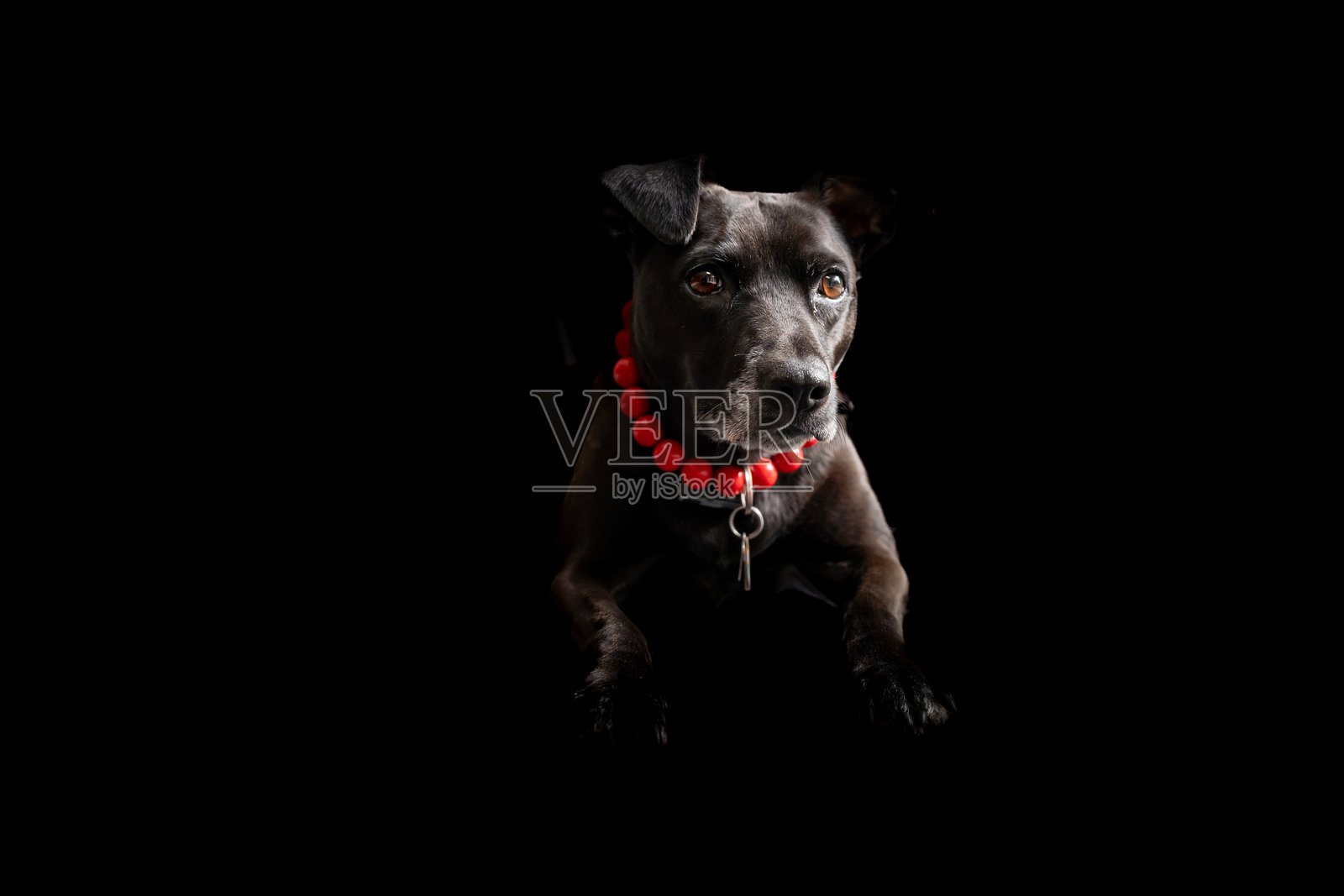 可怕的黑狗，戴着红色项圈照片摄影图片