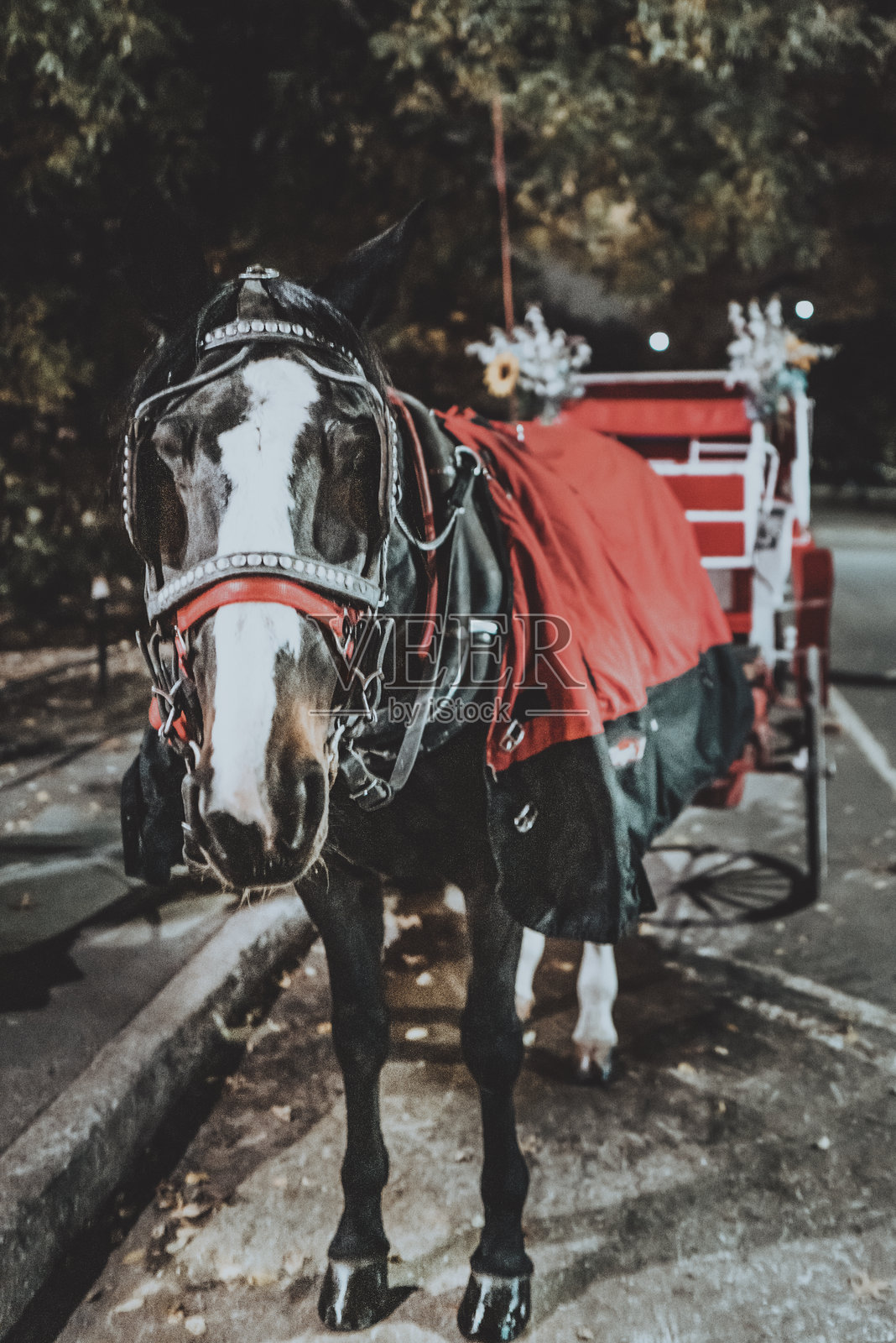 纽约市的马车照片摄影图片
