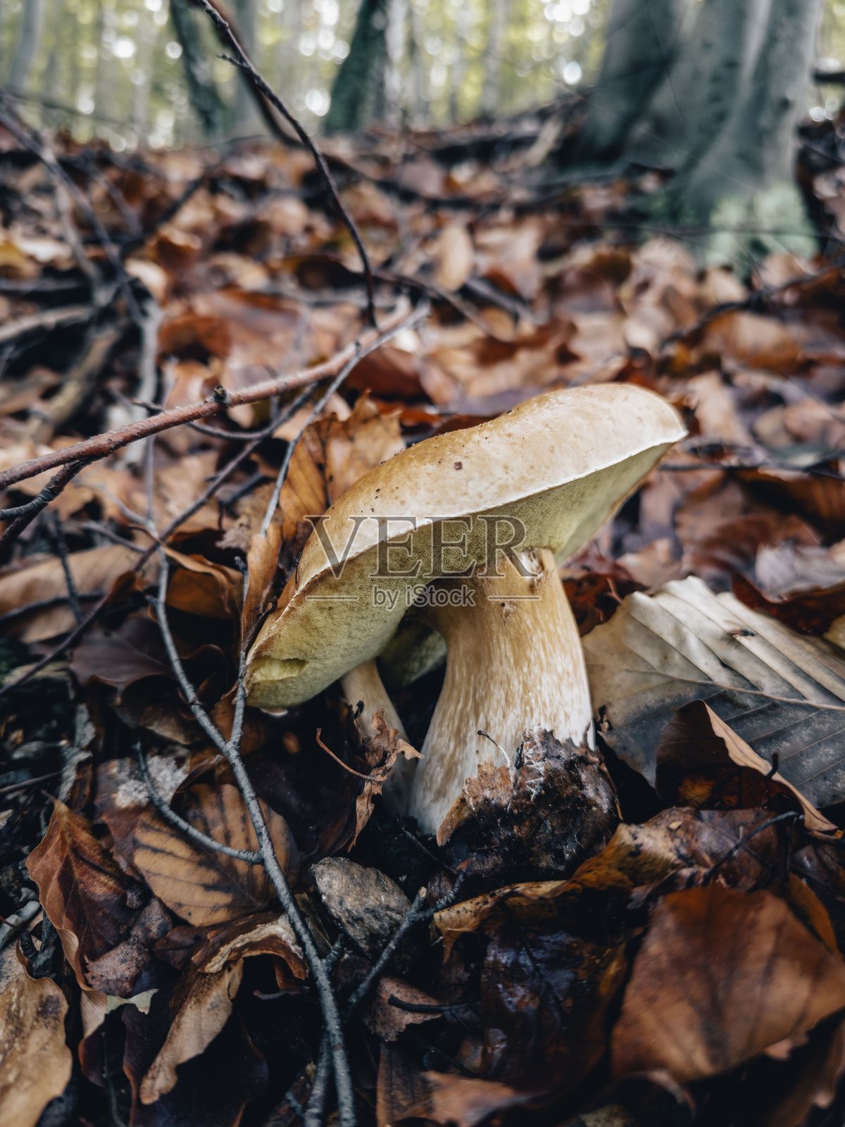 秋叶中的森林蘑菇，牛肝菌照片摄影图片