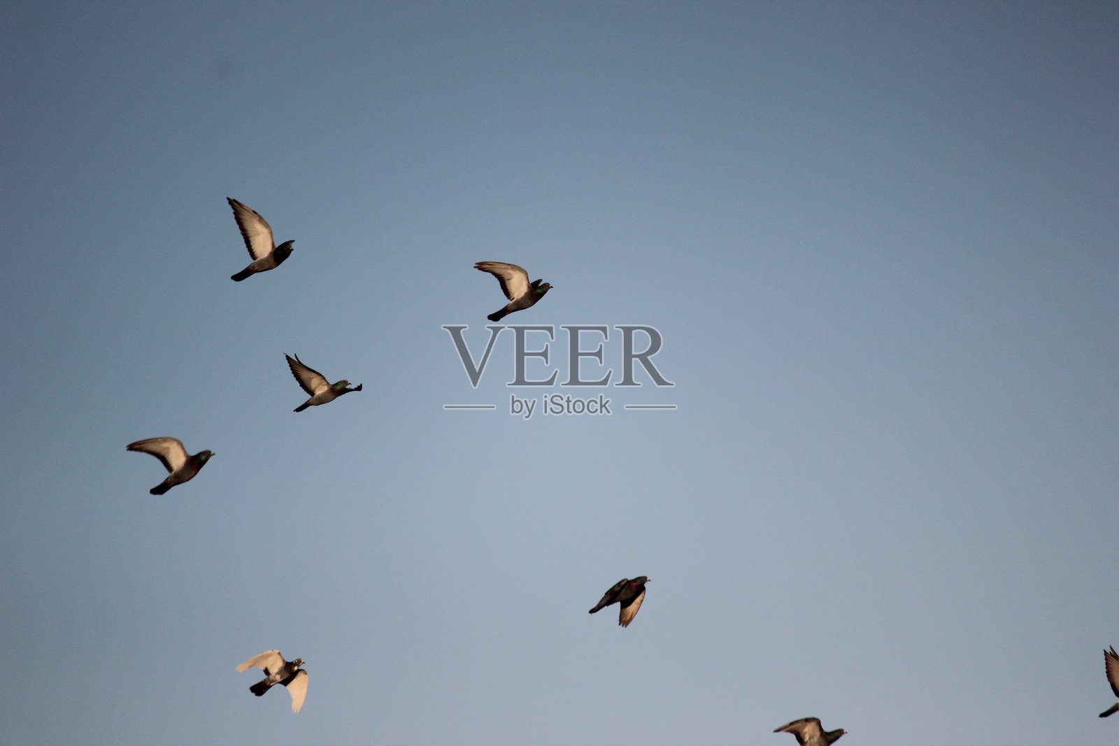 一群飞翔的鸽子照片摄影图片