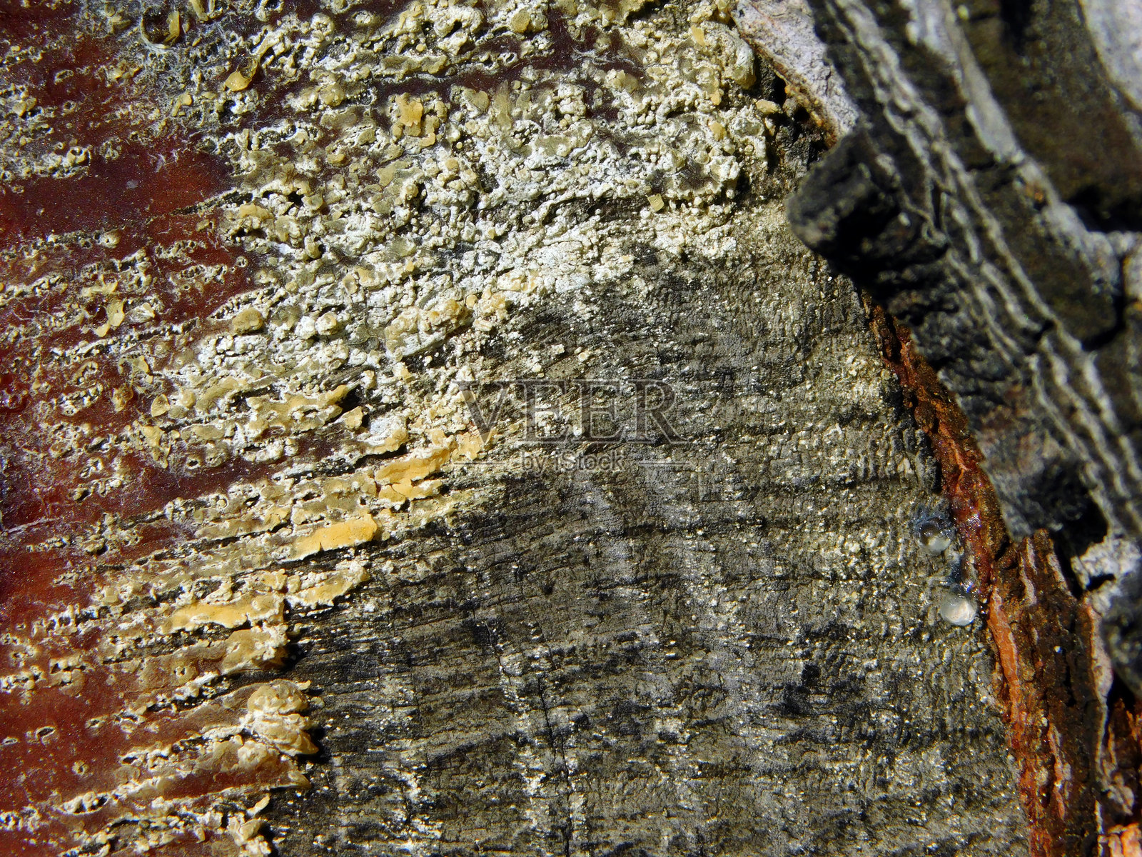 树木上的自然纹理作为背景照片摄影图片