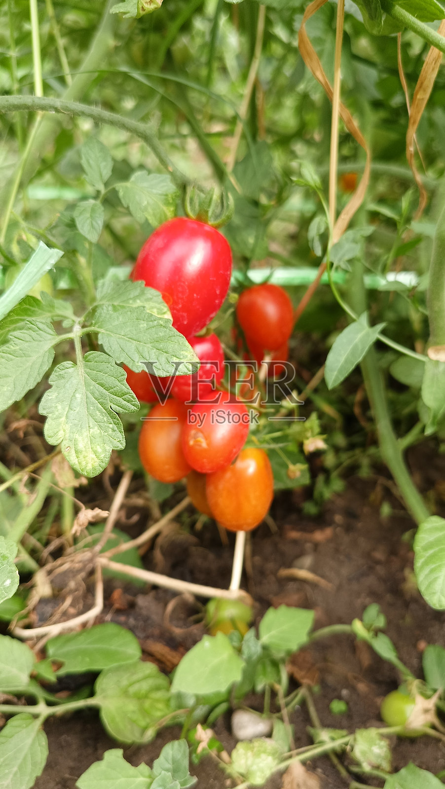 有机樱桃番茄植物，结有绿色和红色的番茄。照片摄影图片