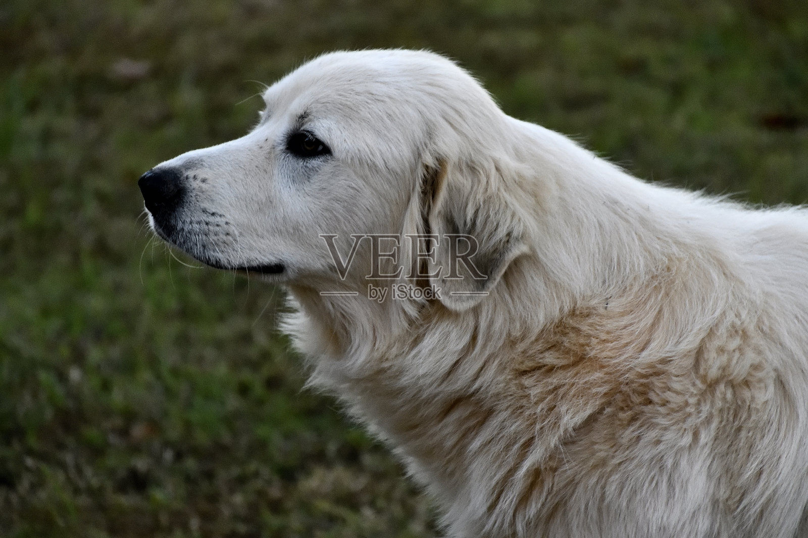 乔治亚州乡村的农场犬照片摄影图片
