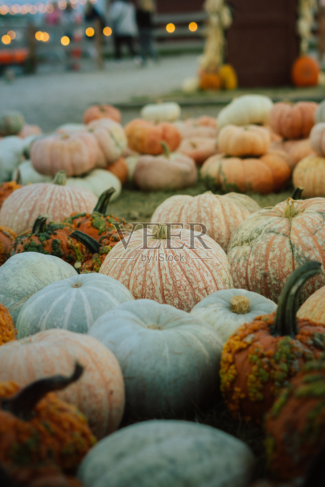 秋季南瓜照片摄影图片