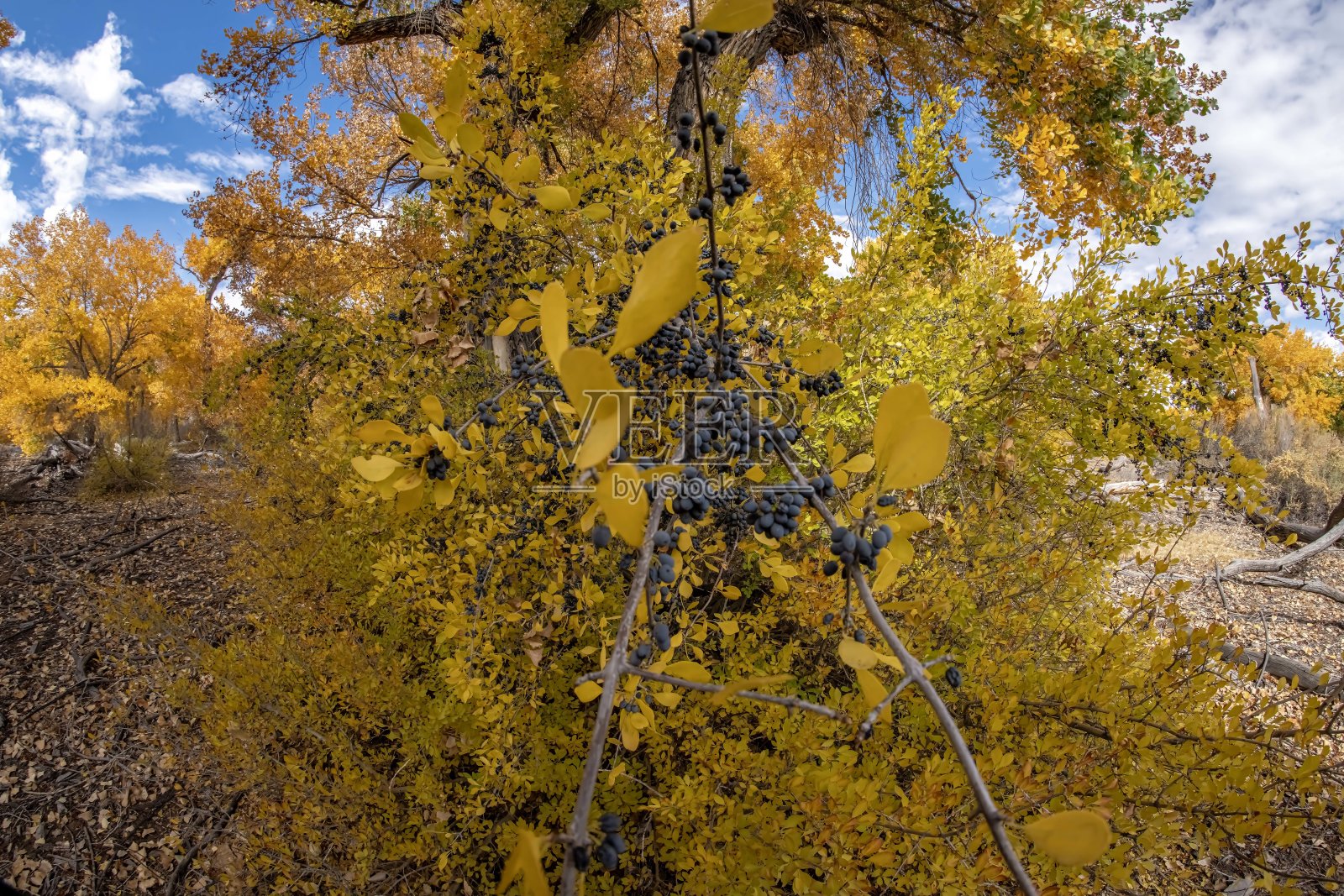 柳溪林地照片摄影图片
