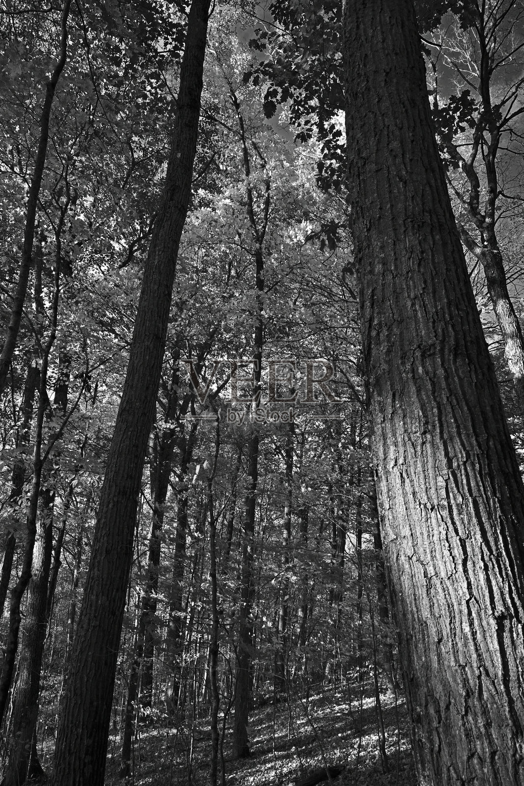 秋季的猪坚果胡桃树（中心）（黑白）照片摄影图片