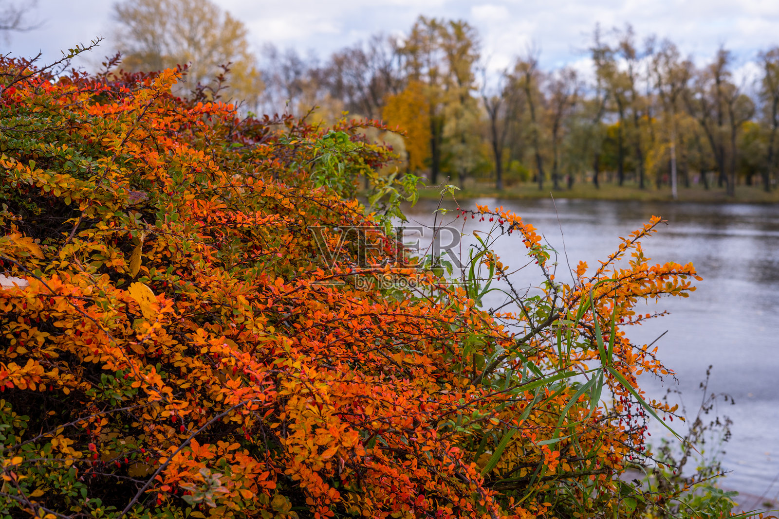 城市公园中的秋季小檗照片摄影图片