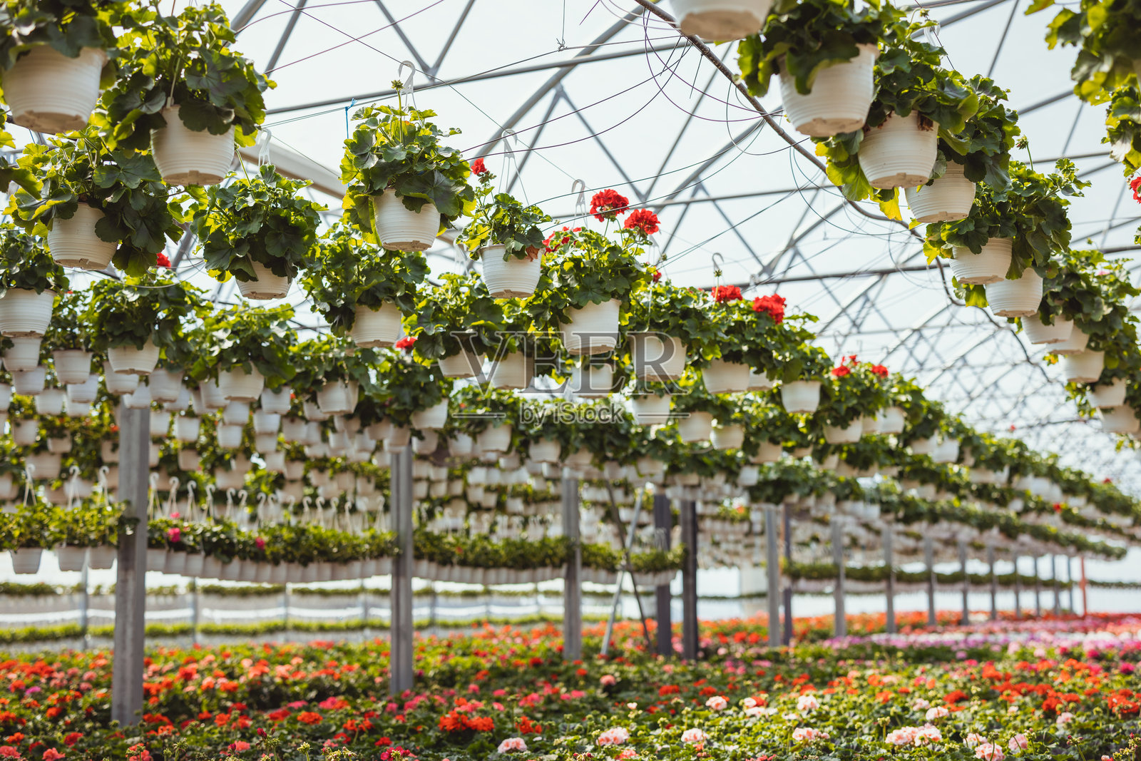 花卉苗圃，现代大型工业温室内部，四周摆满了各种花卉盆栽照片摄影图片