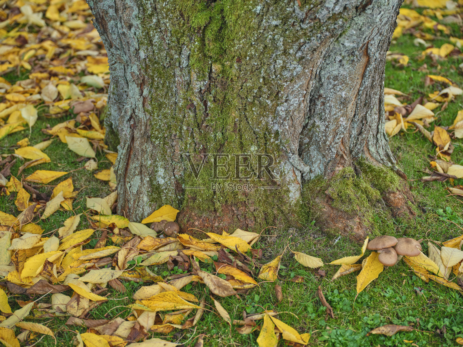 五彩斑斓的秋叶。橙色和黄色的秋叶。秋季背景。自然的秋天景色，树木在花园、森林或公园中披上黄色和橙色的叶子。照片摄影图片
