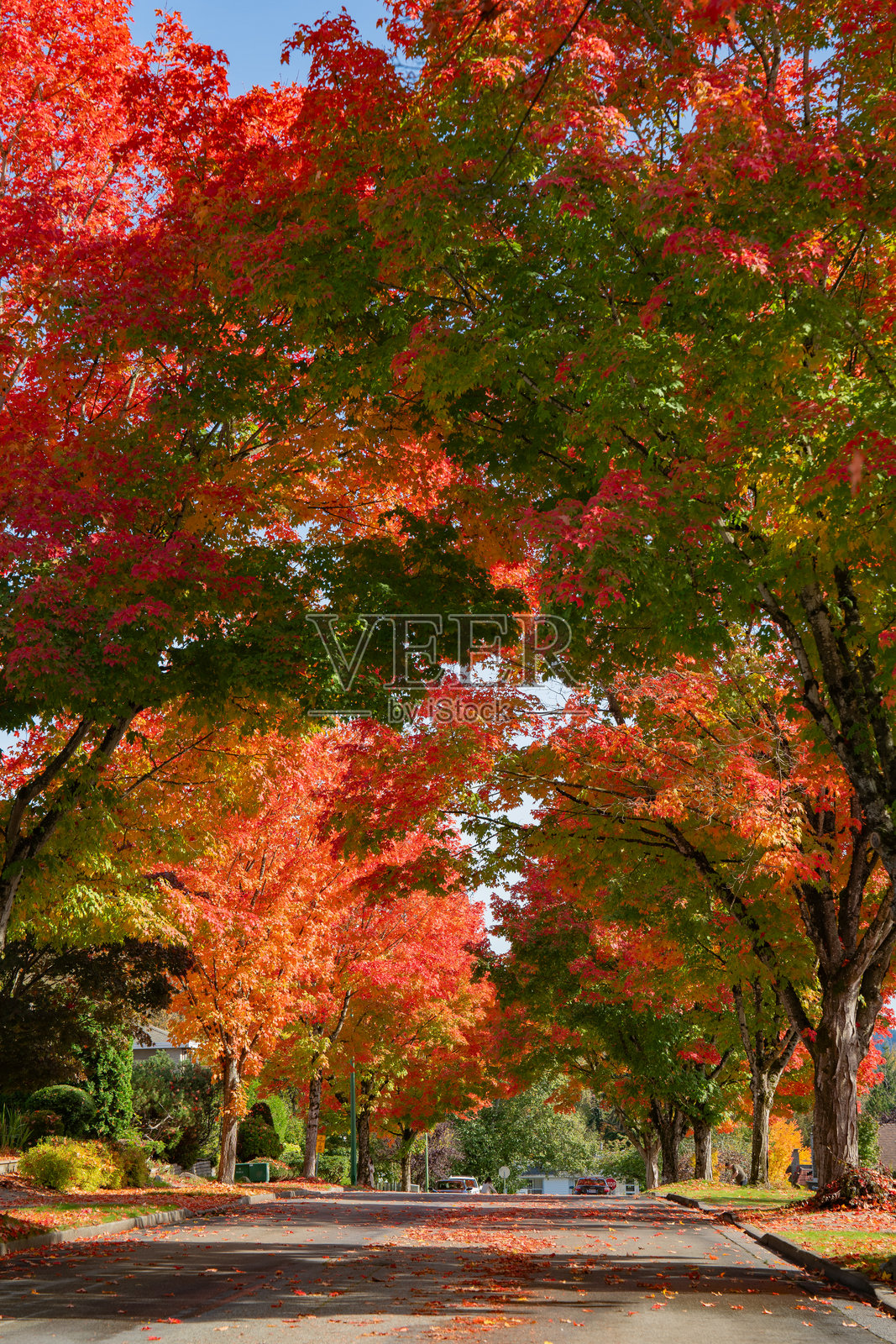 温哥华的五彩斑斓的枫树照片摄影图片