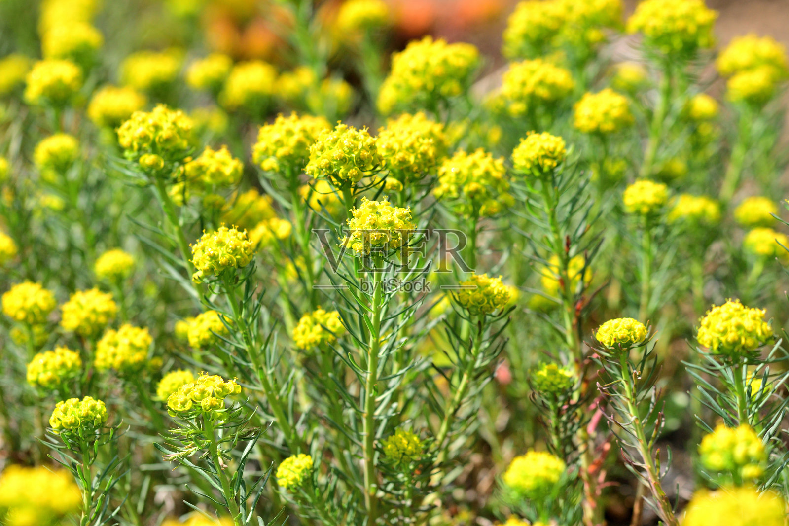 圆柏大戟 / 圆柏大戟：华丽的多年生植物，开出数月的芳香黄绿色花朵照片摄影图片
