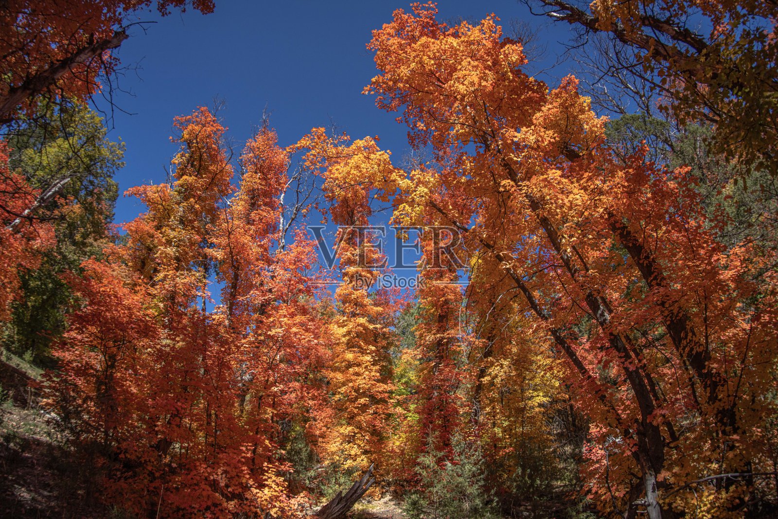 独立日峡谷照片摄影图片