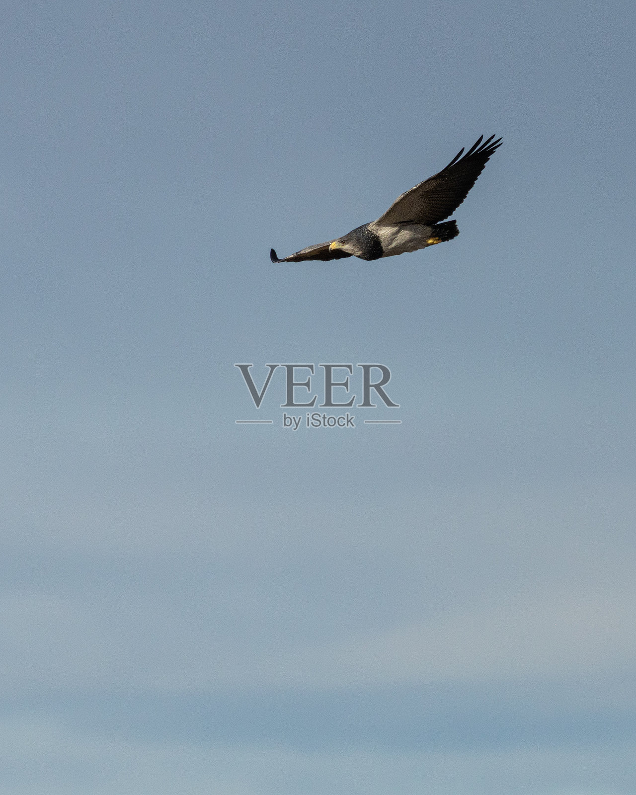 黑胸秃鹰，Geranoaetus melanoleucus，飞行中：智利巴塔哥尼亚照片摄影图片