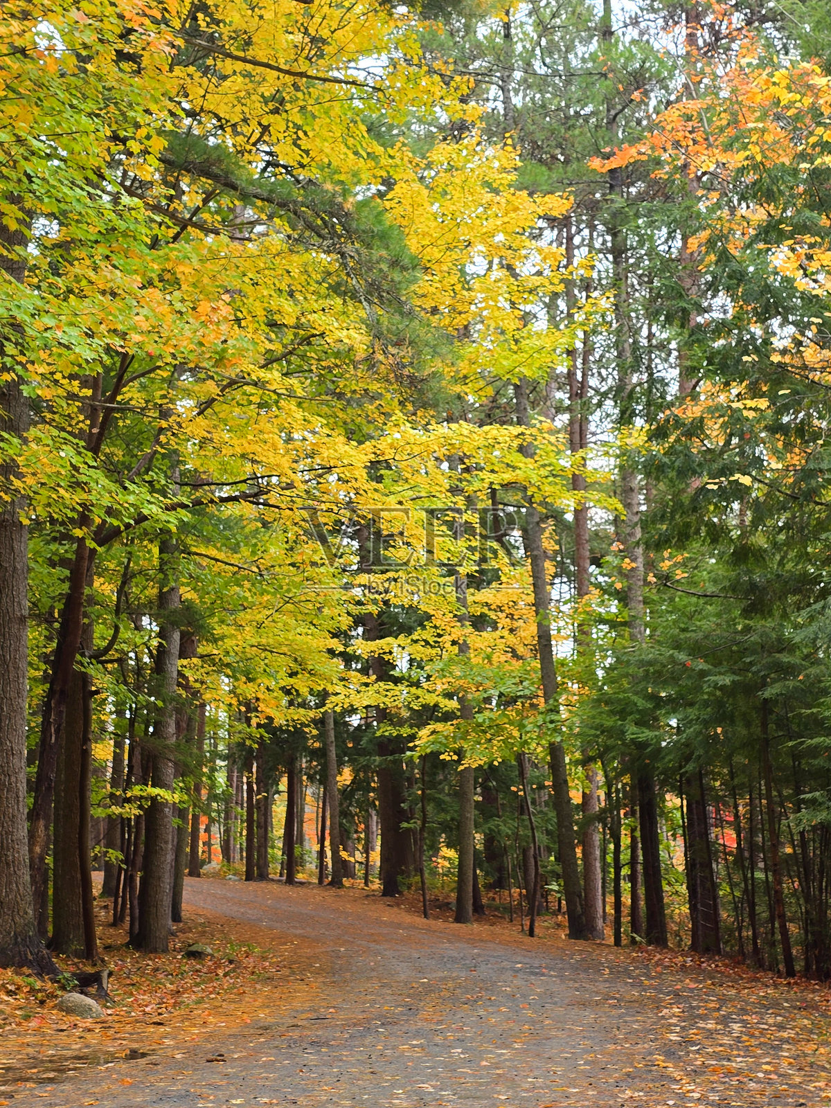 秋天的散步照片摄影图片