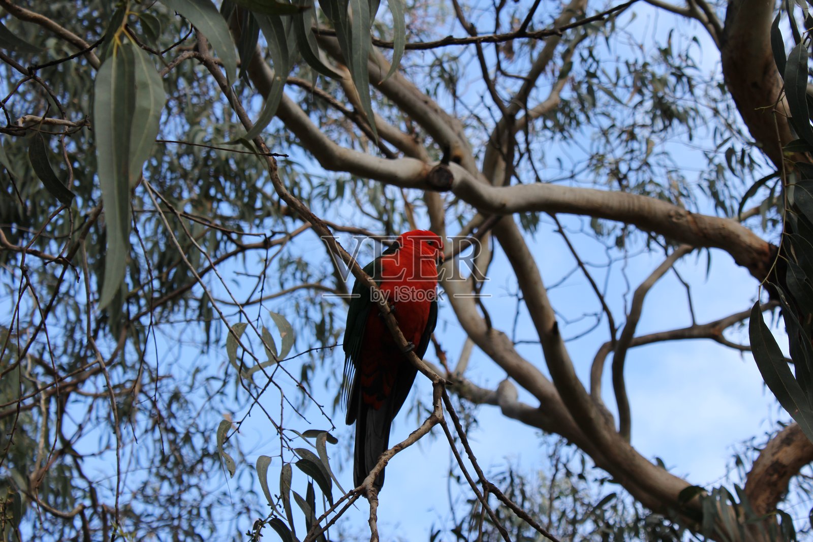 国王鹦鹉照片摄影图片