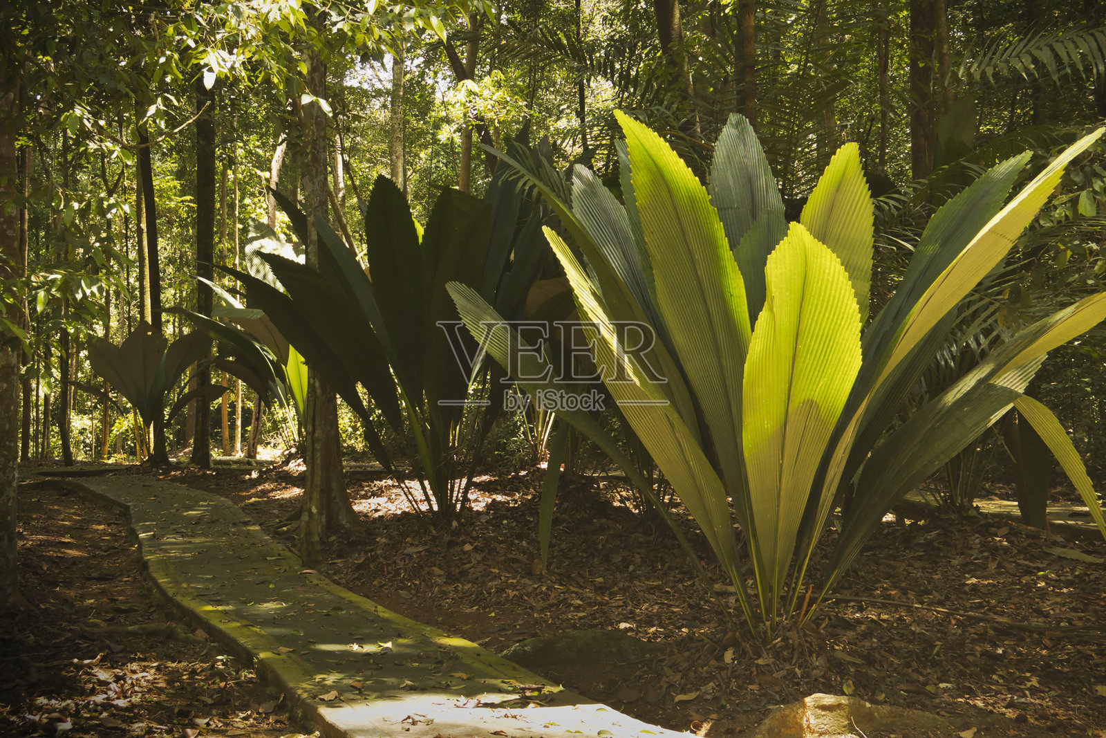 Johannesteijsmannia altifrons 是一种在马来西亚生长的棕榈植物。照片摄影图片