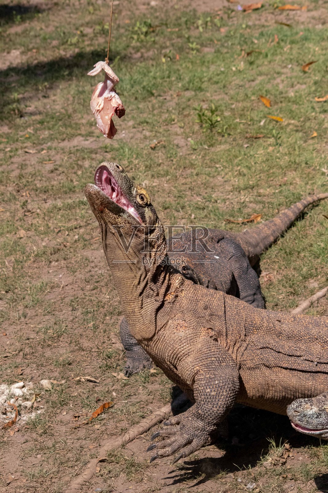 科莫多龙的凶猛照片摄影图片