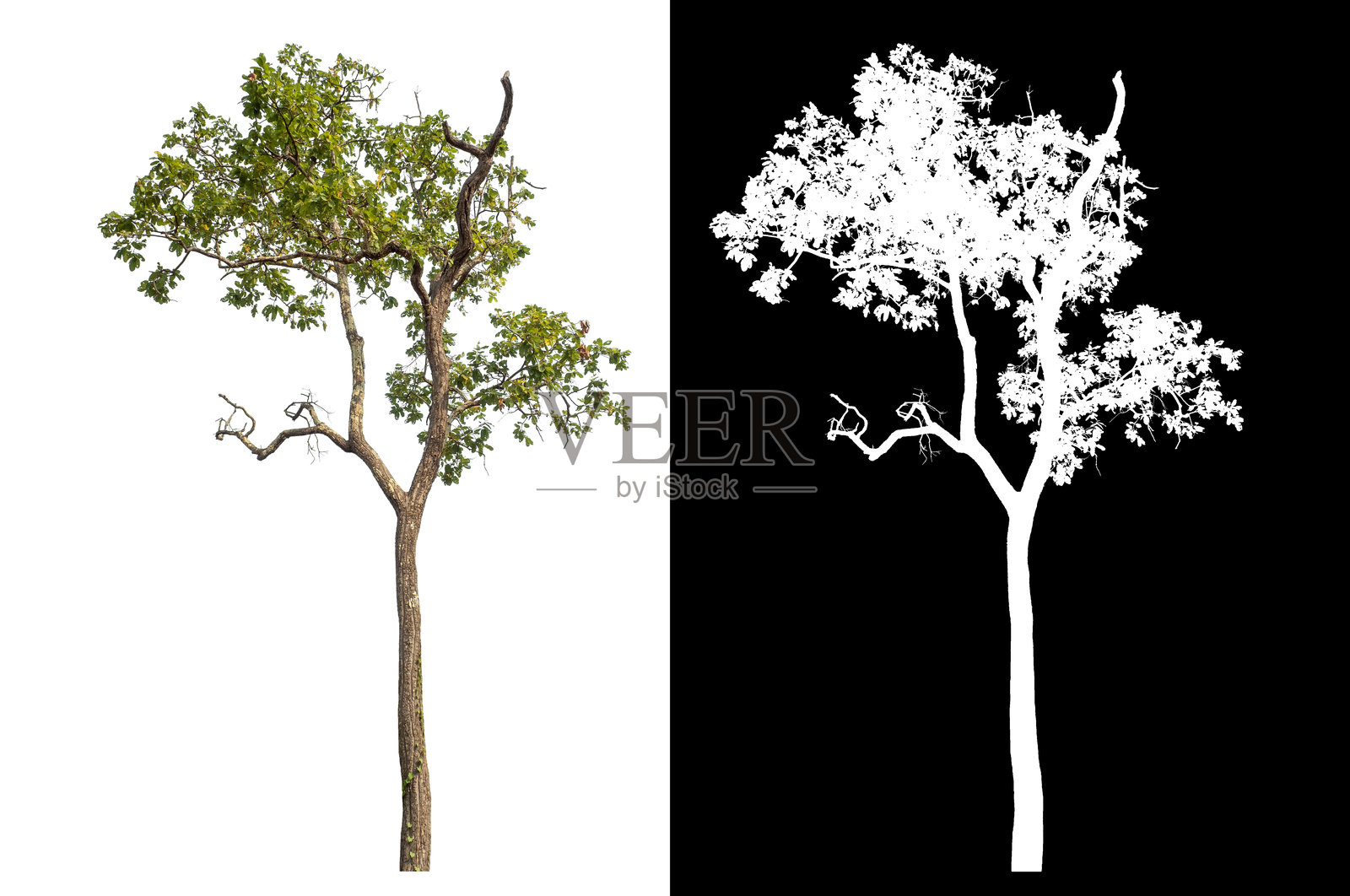 绿色树木孤立在白色背景上照片摄影图片