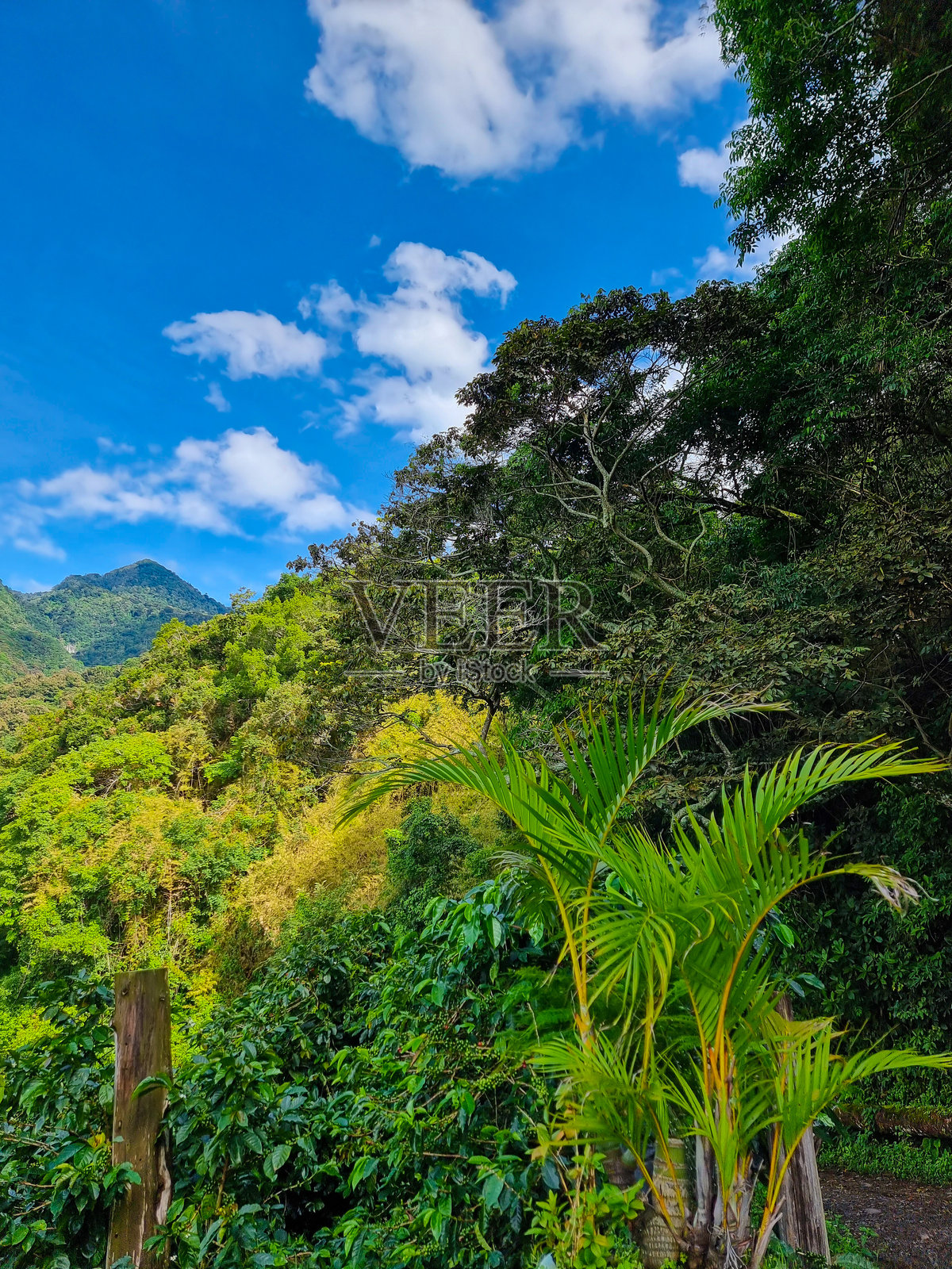 巴拿马，博克特，阳光明媚的热带火山丘陵照片摄影图片