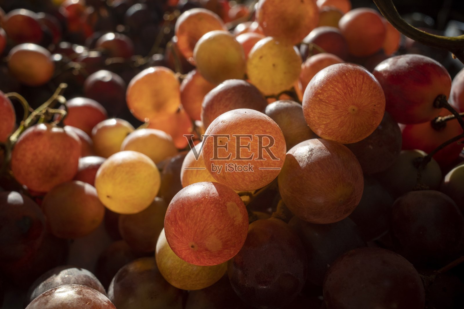 成熟红葡萄特写，葡萄品种：Vitis vinifera，逆光拍摄照片摄影图片