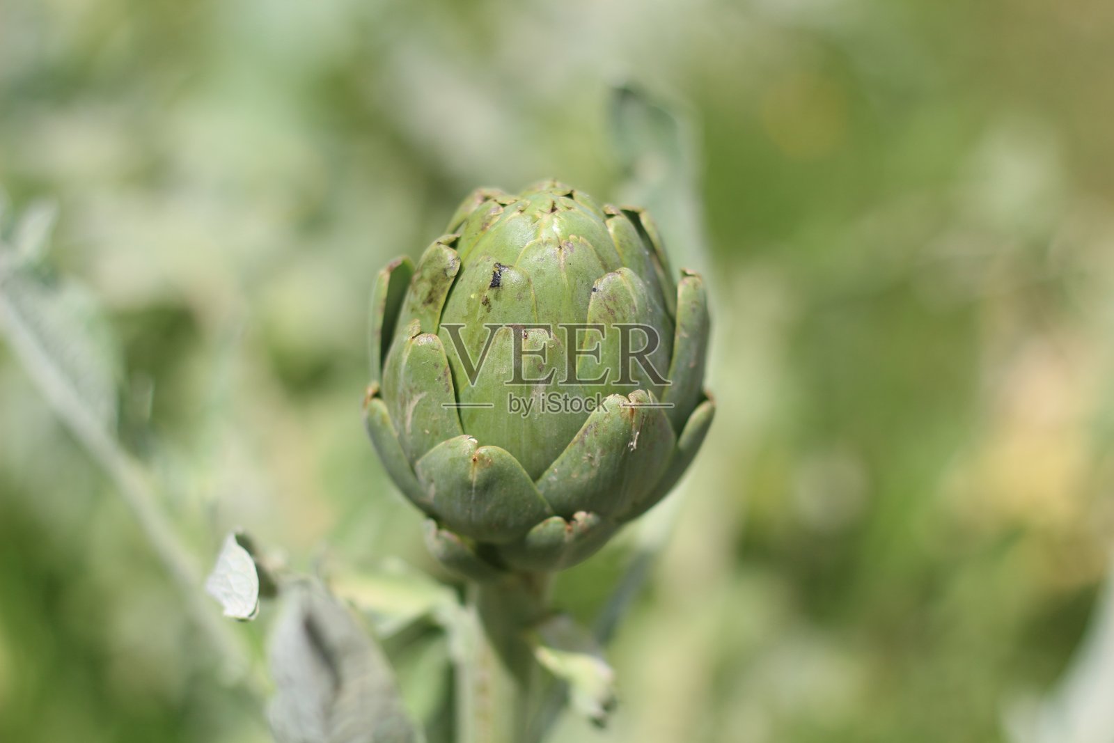 盛开的朝鲜蓟在生机勃勃的花园环境中照片摄影图片