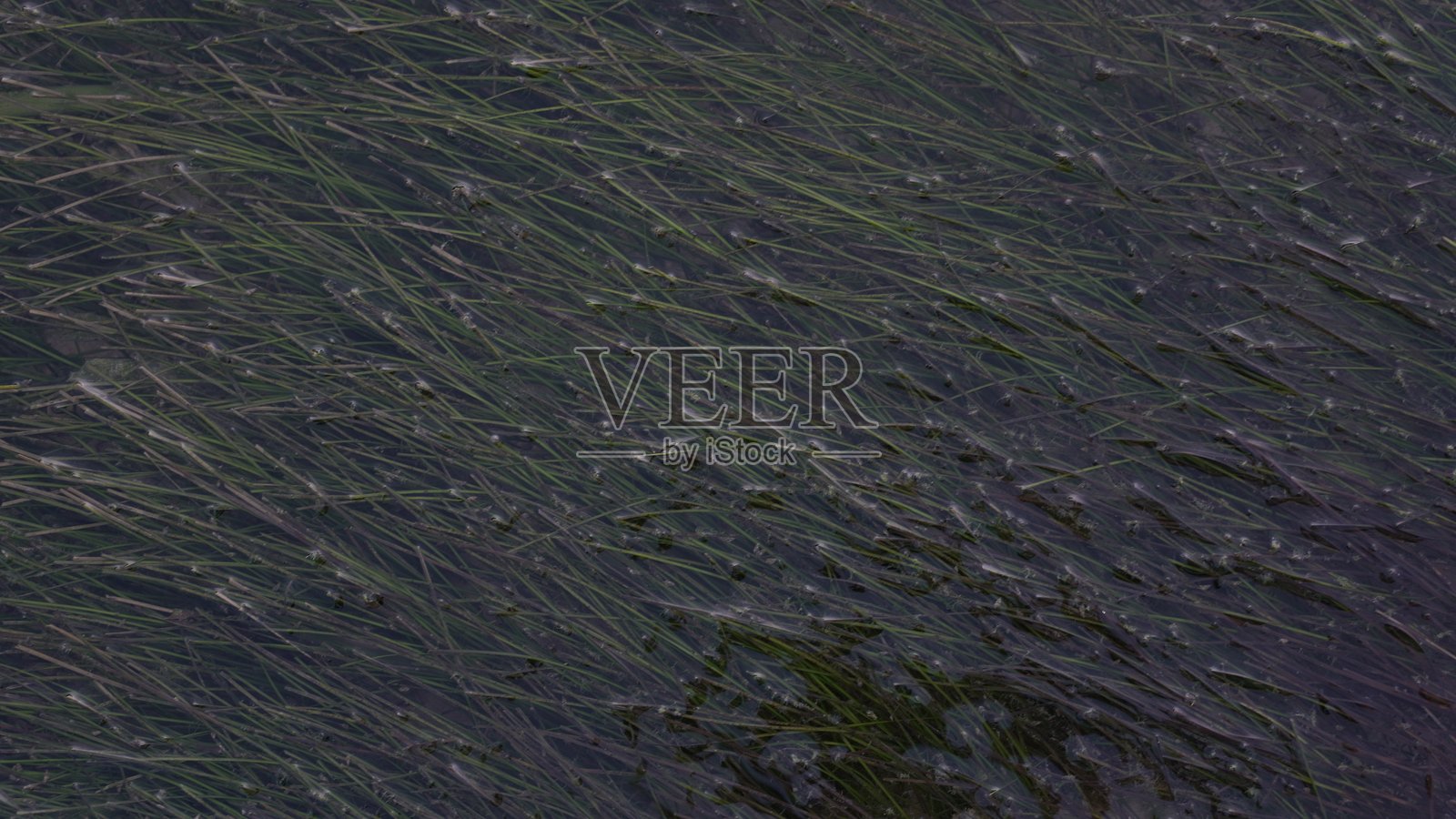 草的纹理照片摄影图片