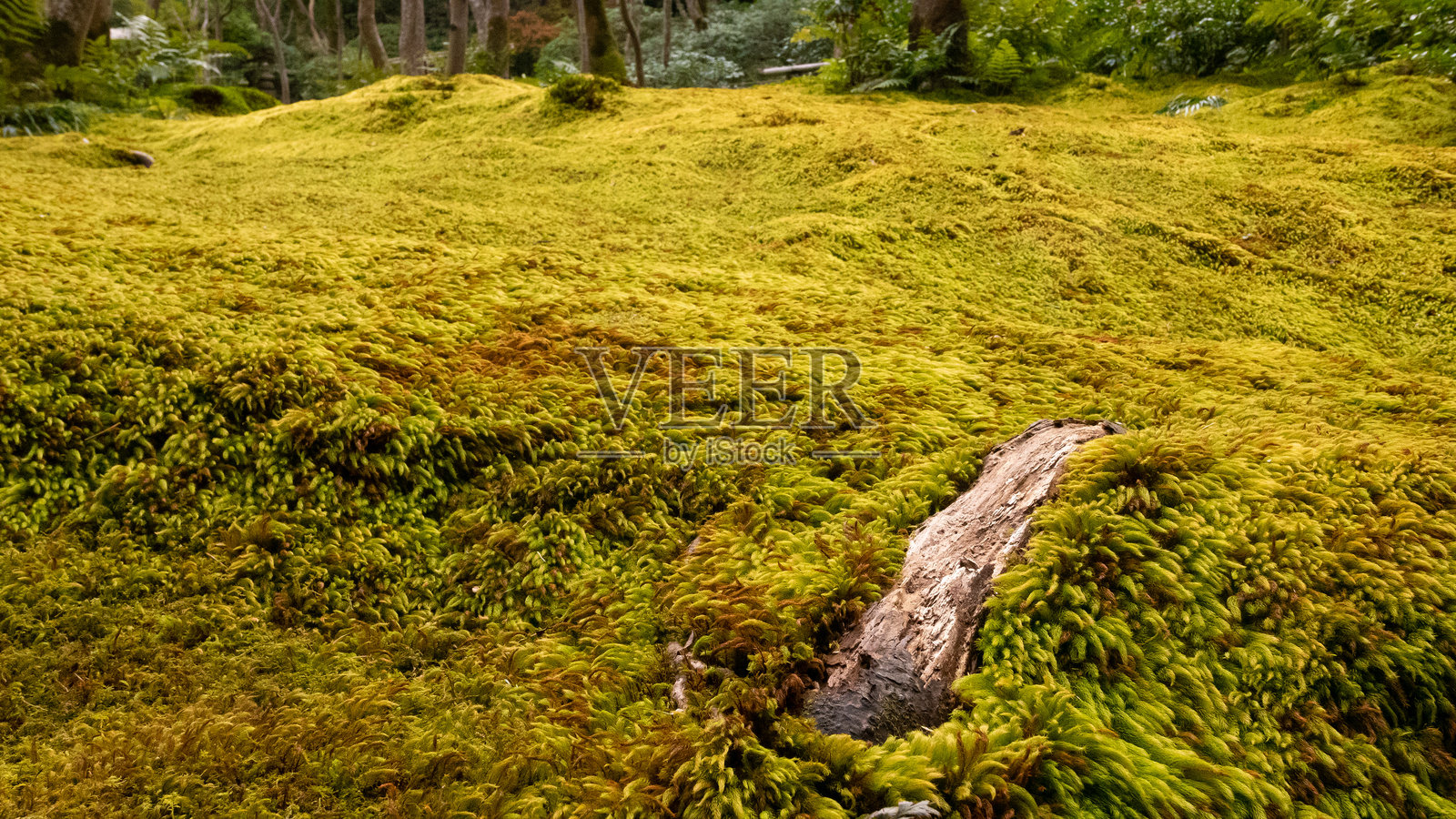 苔藓和树根的地毯照片摄影图片
