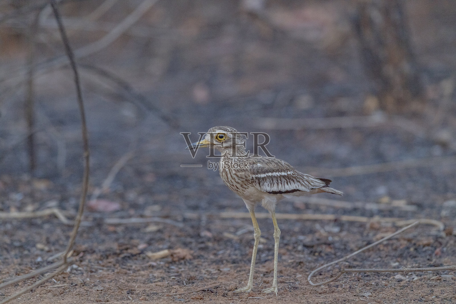 印度中央邦的潘奇国家公园，印度石鸻，Burhinus indicus照片摄影图片