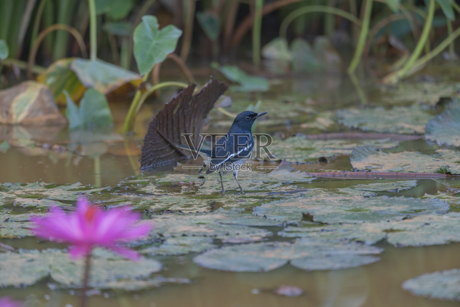 安达曼群岛，印度，东方歌鸲，Copsychus saularis andamanensis照片摄影图片