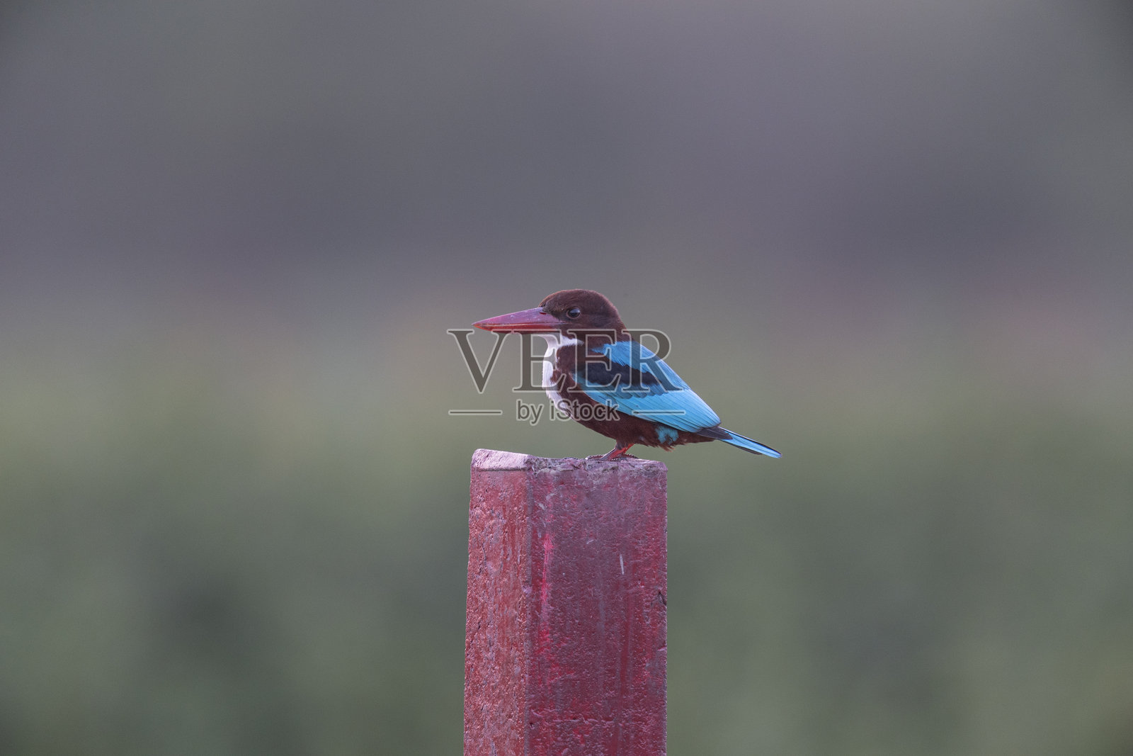 安达曼群岛，印度，安达曼。翠鸟，哈尔西翁·斯米尔嫩西斯照片摄影图片