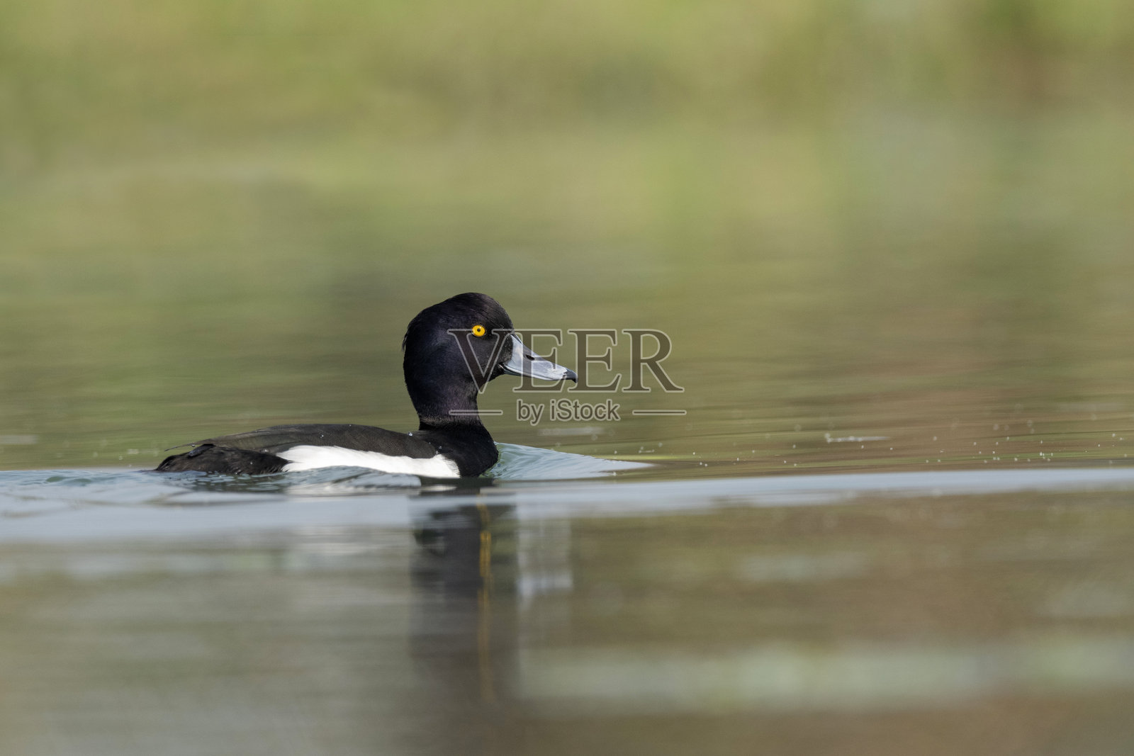 绒鸭，Aythya fuligula，Gajoldoba或Gojaldoba，西孟加拉邦，印度照片摄影图片
