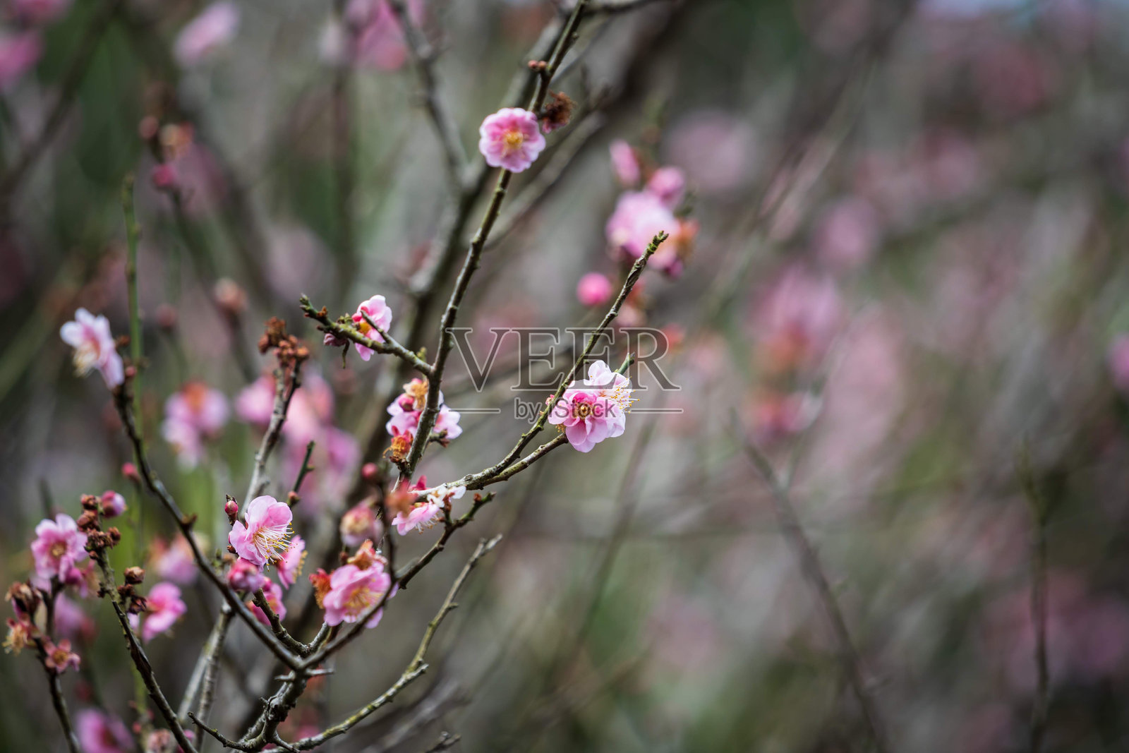 美丽的梅花在春天绽放照片摄影图片