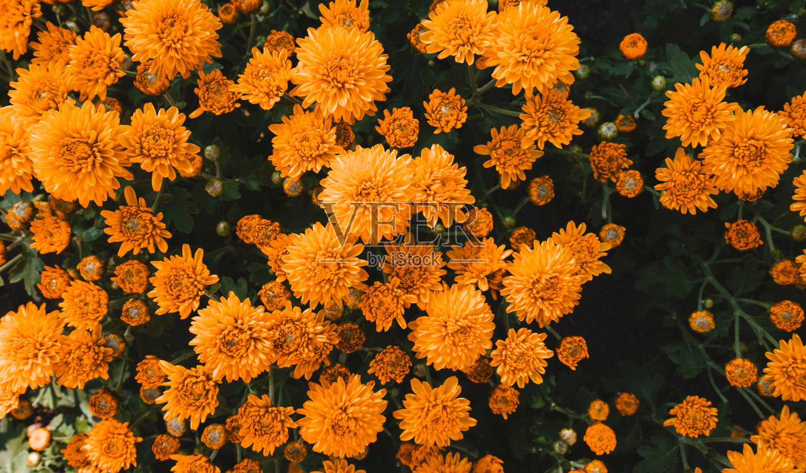 美丽的橙色花朵与绿色叶子在花园中盛开。自然花卉背景。照片摄影图片