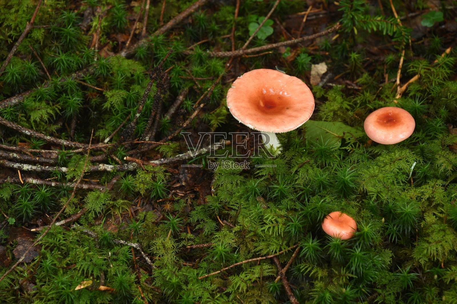 覆盖着蘑菇和苔藓的绿色森林。照片摄影图片