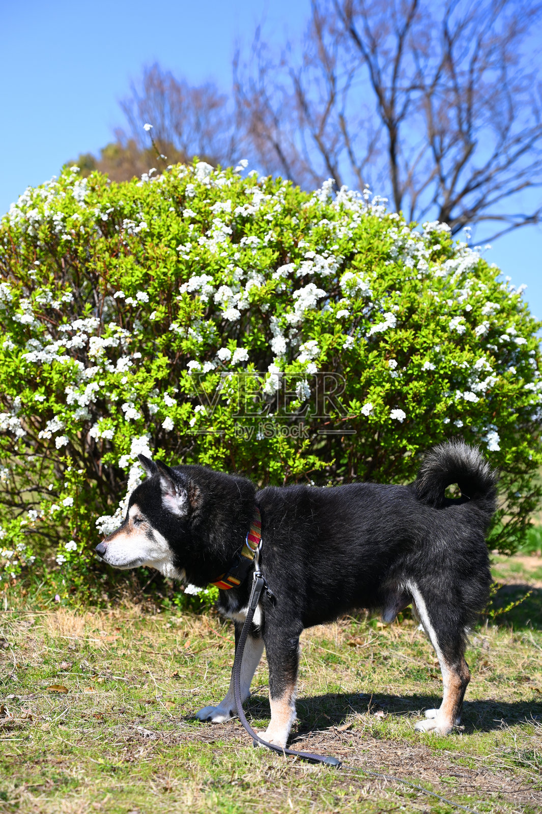 公园里侧躺的黑狗照片摄影图片
