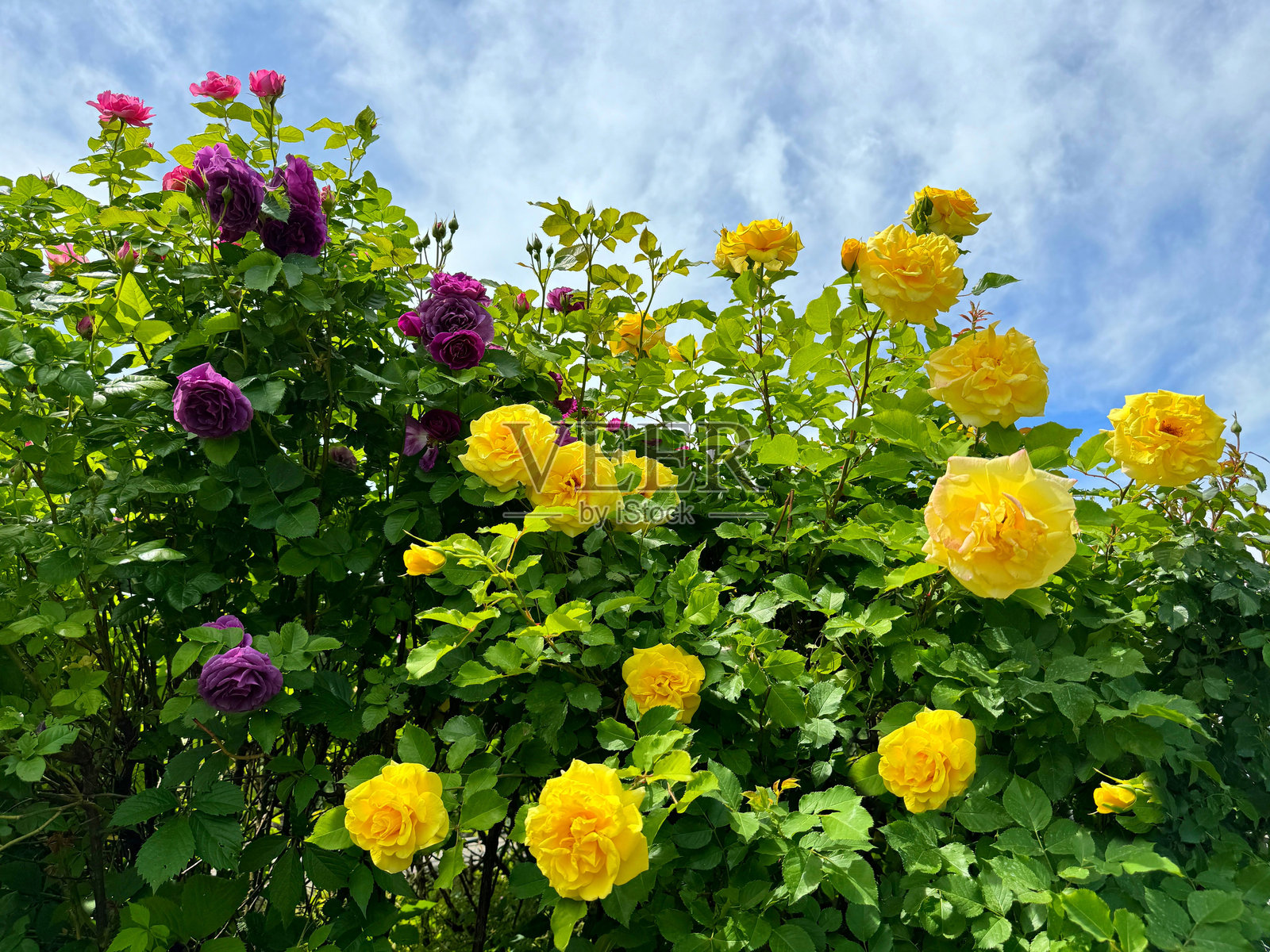 黄玫瑰灌木与粉色花朵。照片摄影图片